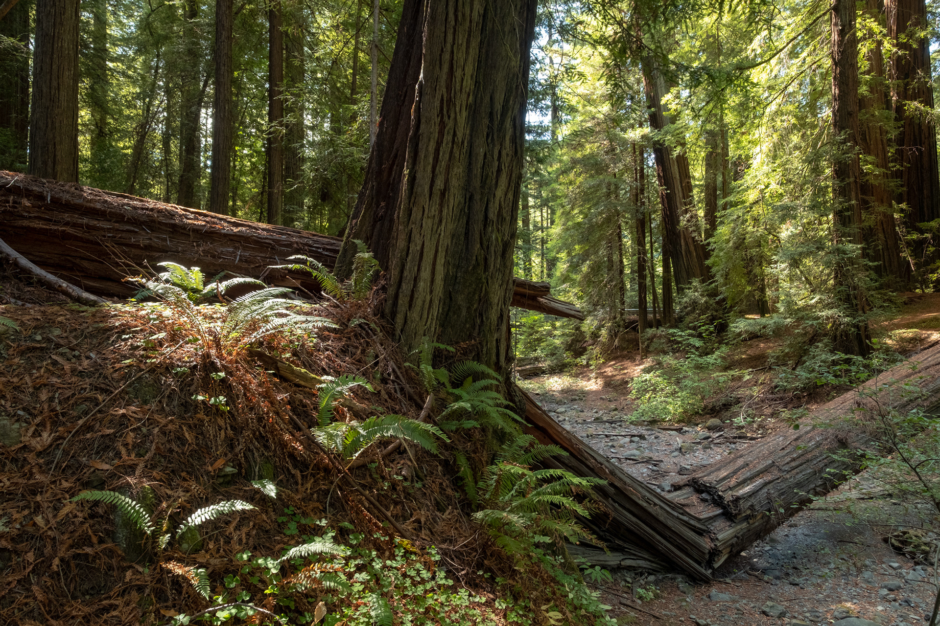  Humboldt Redwoods - Bolling Grove (Elk Creek) - sequoias