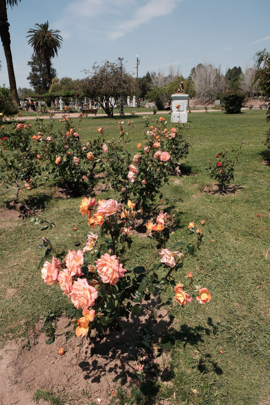 Rosedal del Parque General San Martin