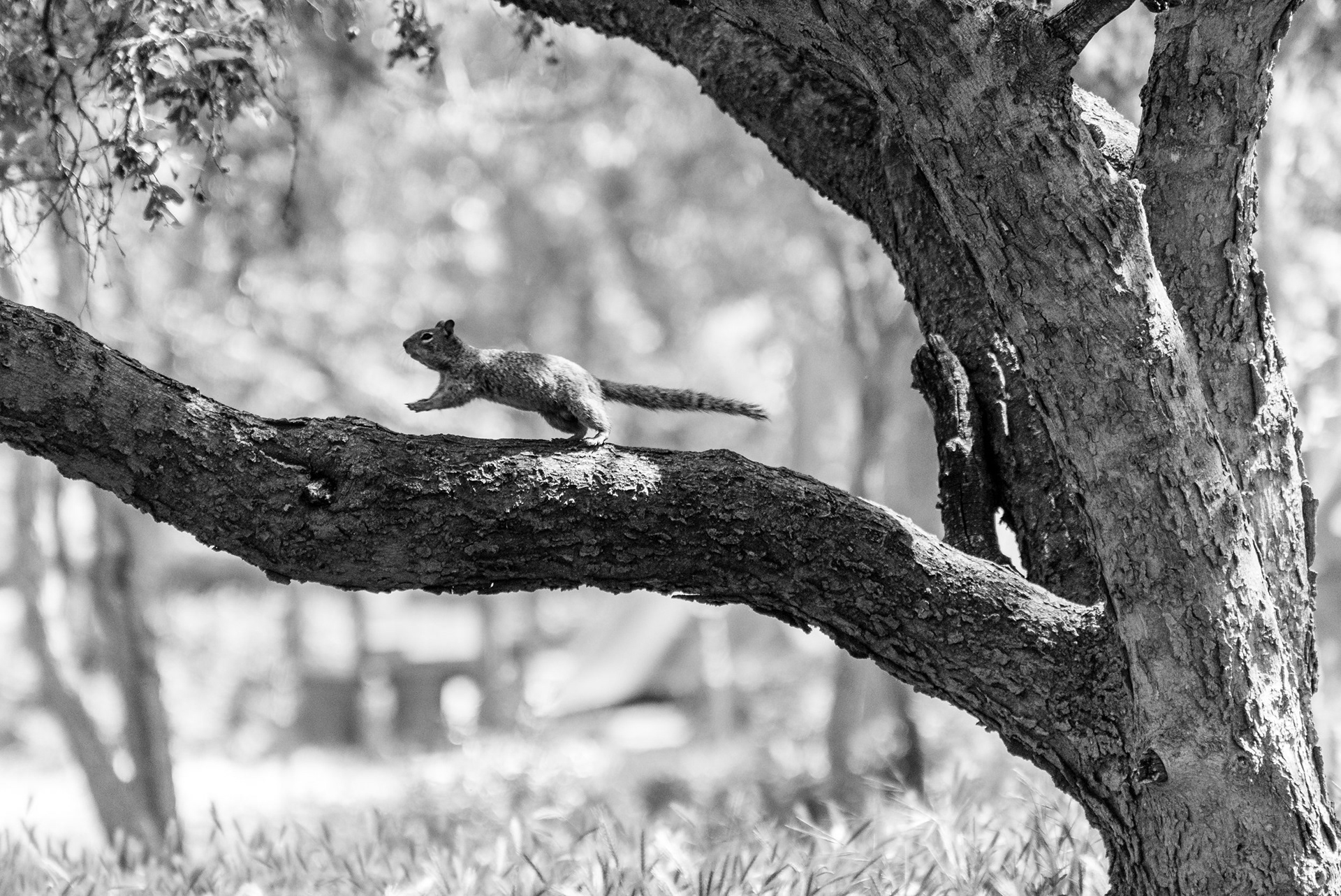 Jump! - A nice squirrel playing around a tree on a camping ground area at Zion National Park, Utah, USA.