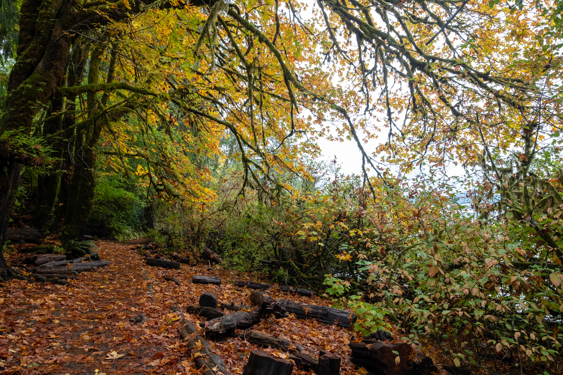 Lago Quinault - Olympic National Park, WA