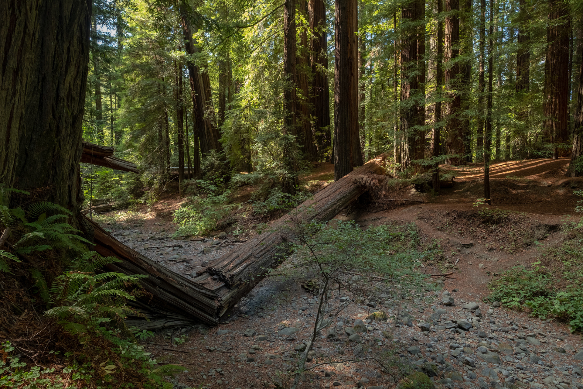  Humboldt Redwoods - Bolling Grove (Elk Creek) - sequoias
