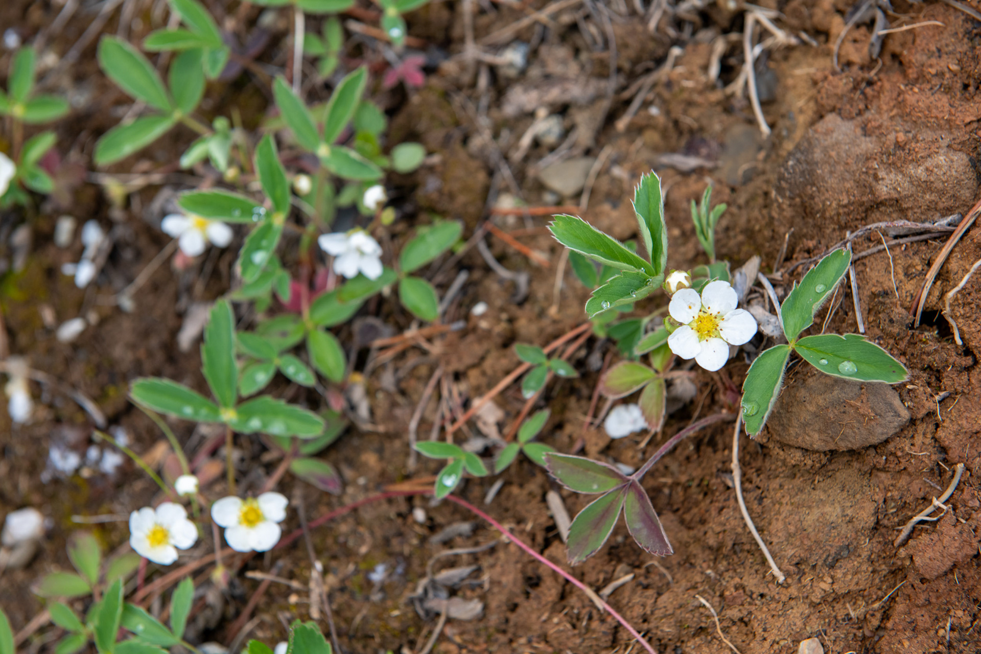 Marble Canyon (cañón) - Kootenai Nat. Park