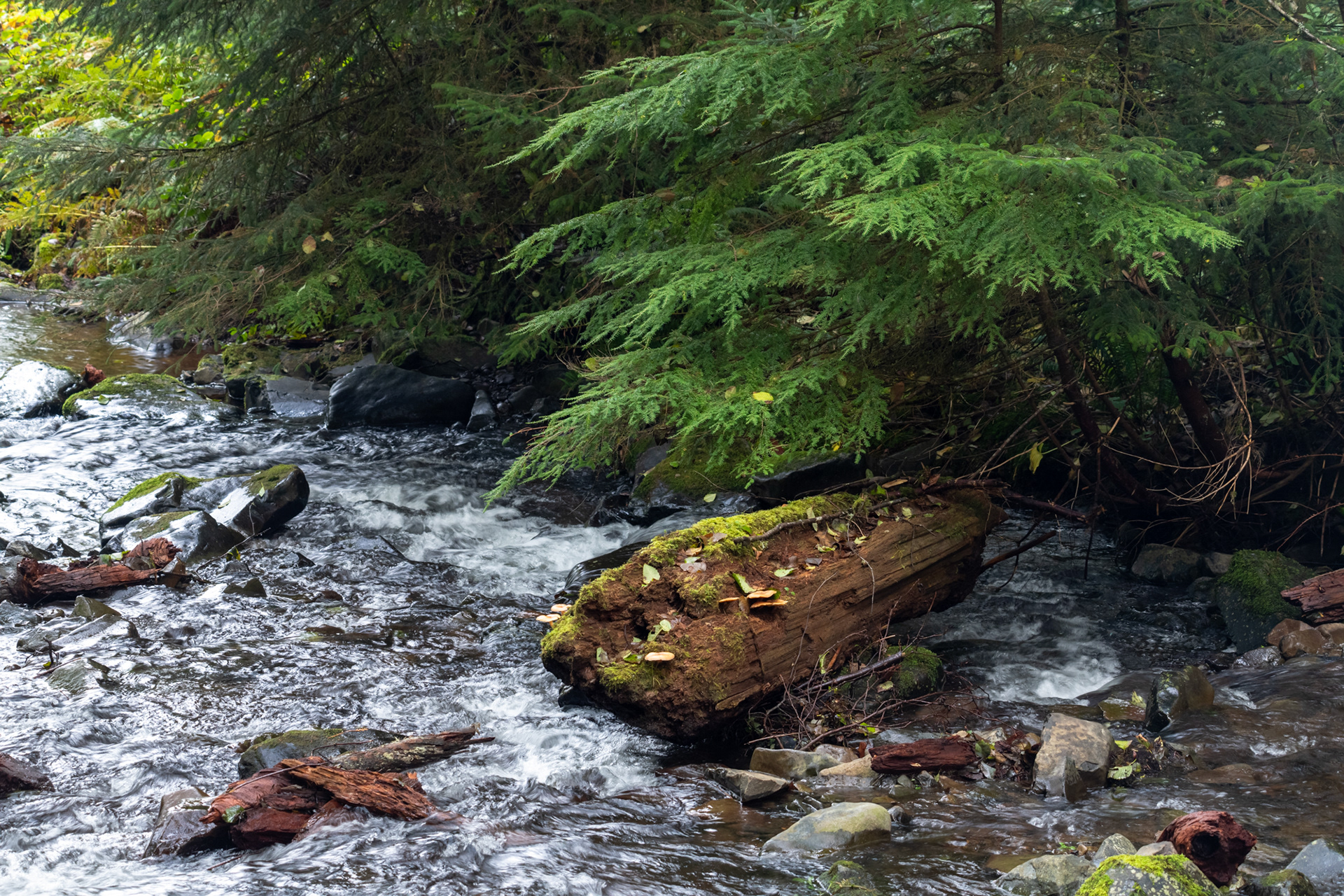 Oswald West State Park