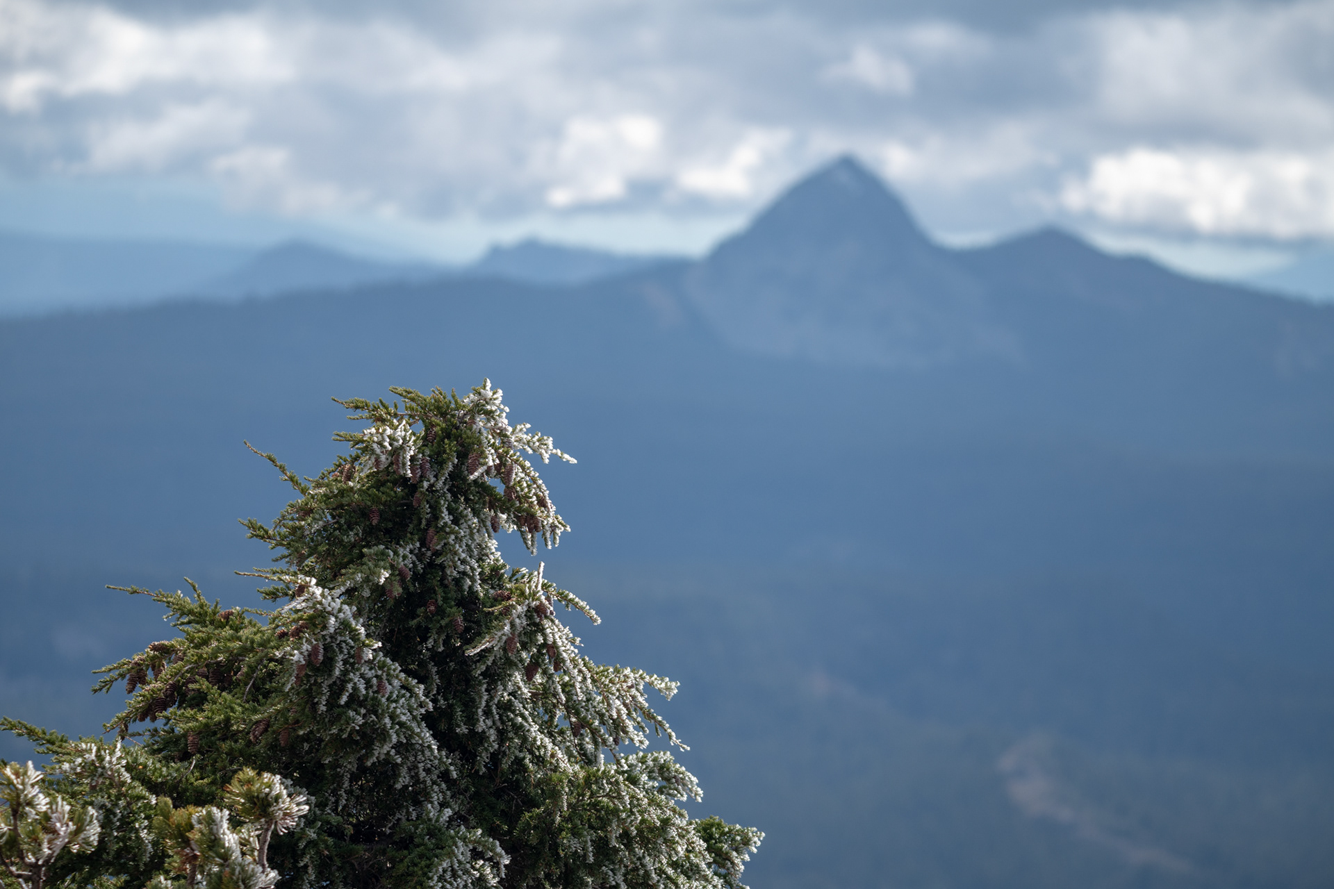 Crater Lake N.P. - trillo a The Watchman