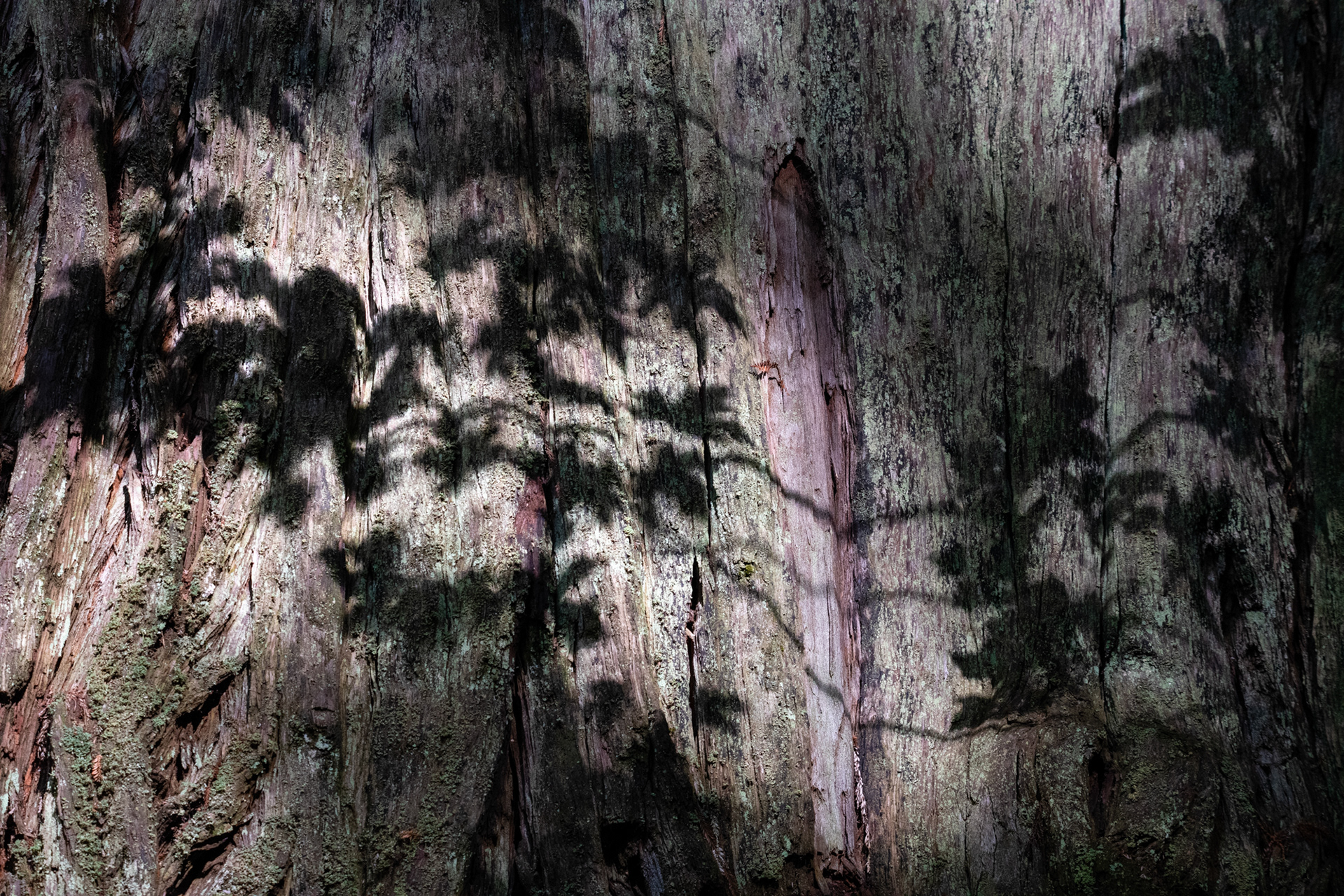 Hunnewell-Donald Memorial grove - trillo Big Tree