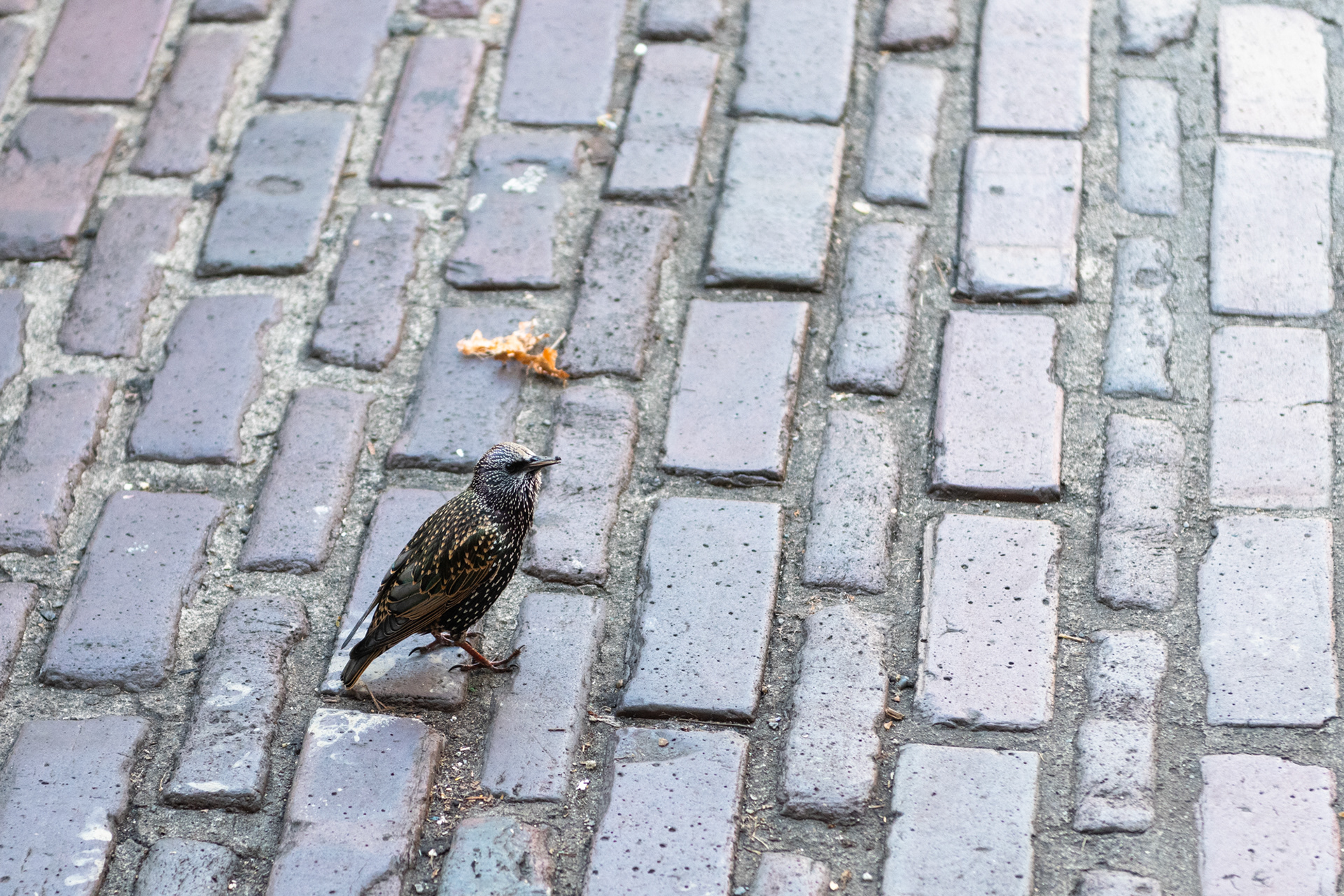 Pájaro estornino (gran imitador de sonidos)