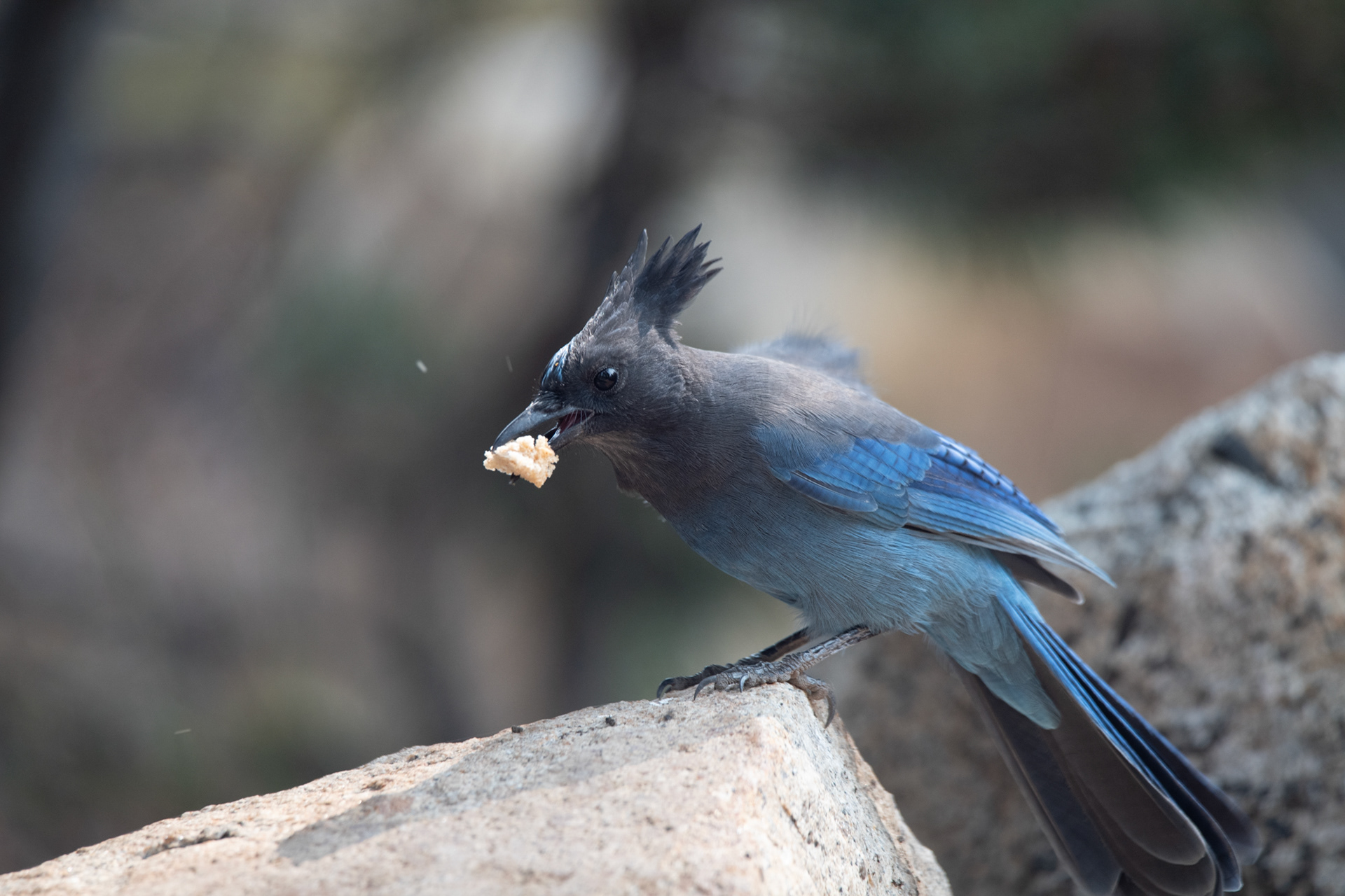Yosemite - Chara Crestada (Steller's Jay)