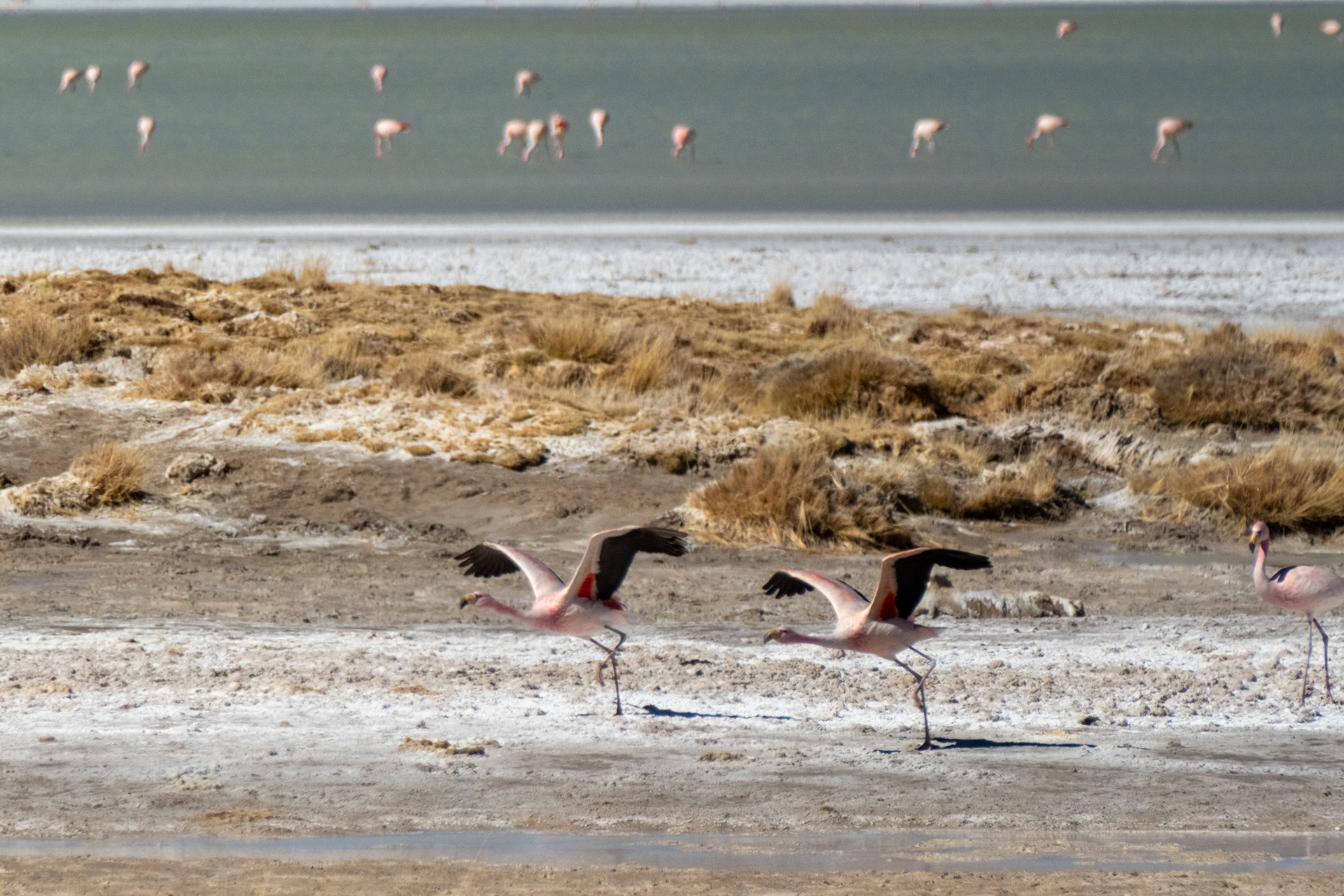 Salar del Huasco