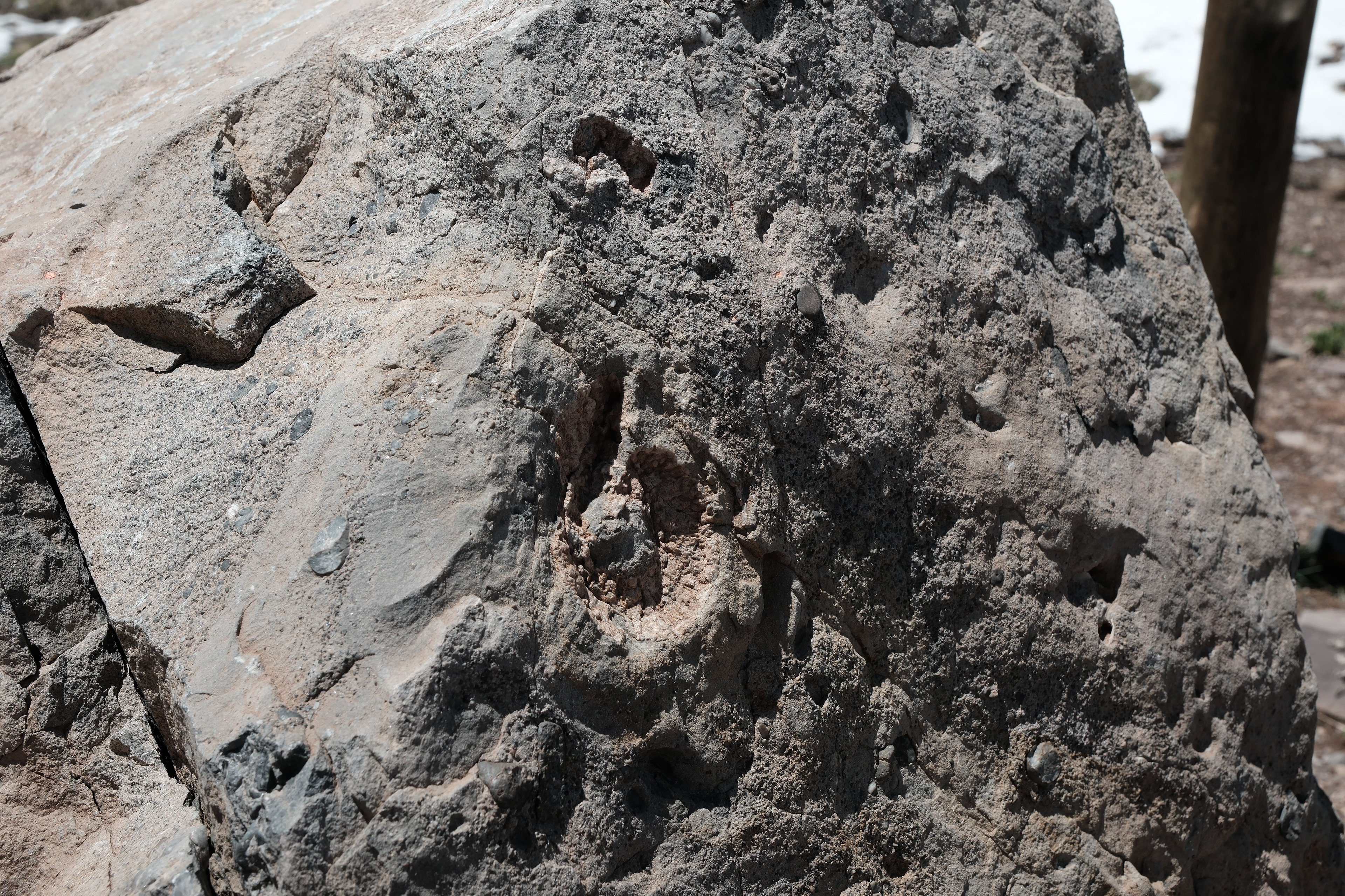 Fósiles - Parque Provincial Aconcagua