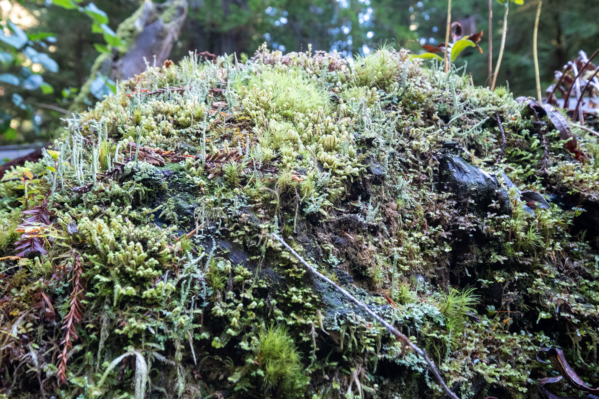 Jedediah Smith Reedwoods State Park