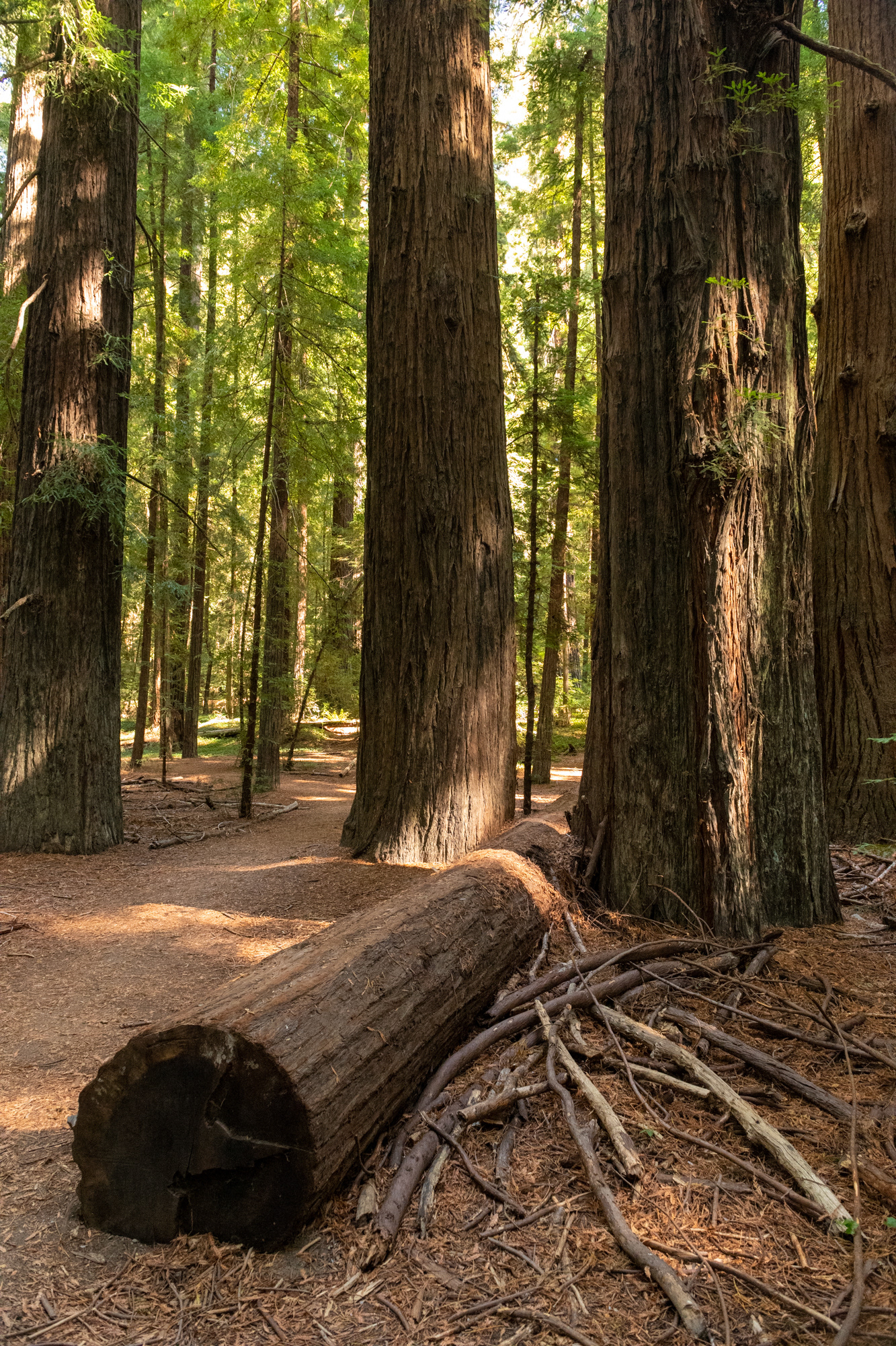 Humboldt Redwoods State Park