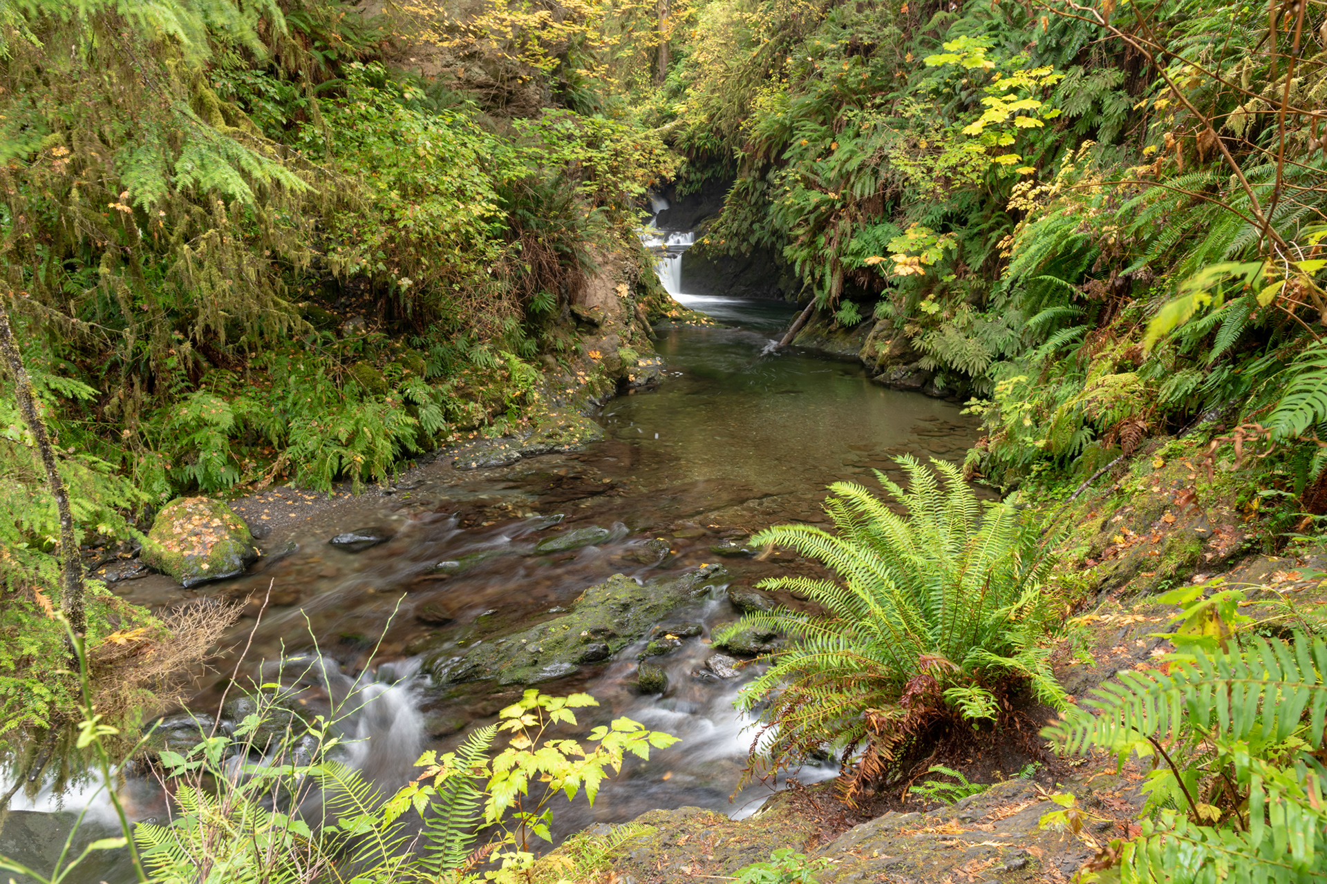 Trillo Rainforest Nature - Lago Quinault, WA