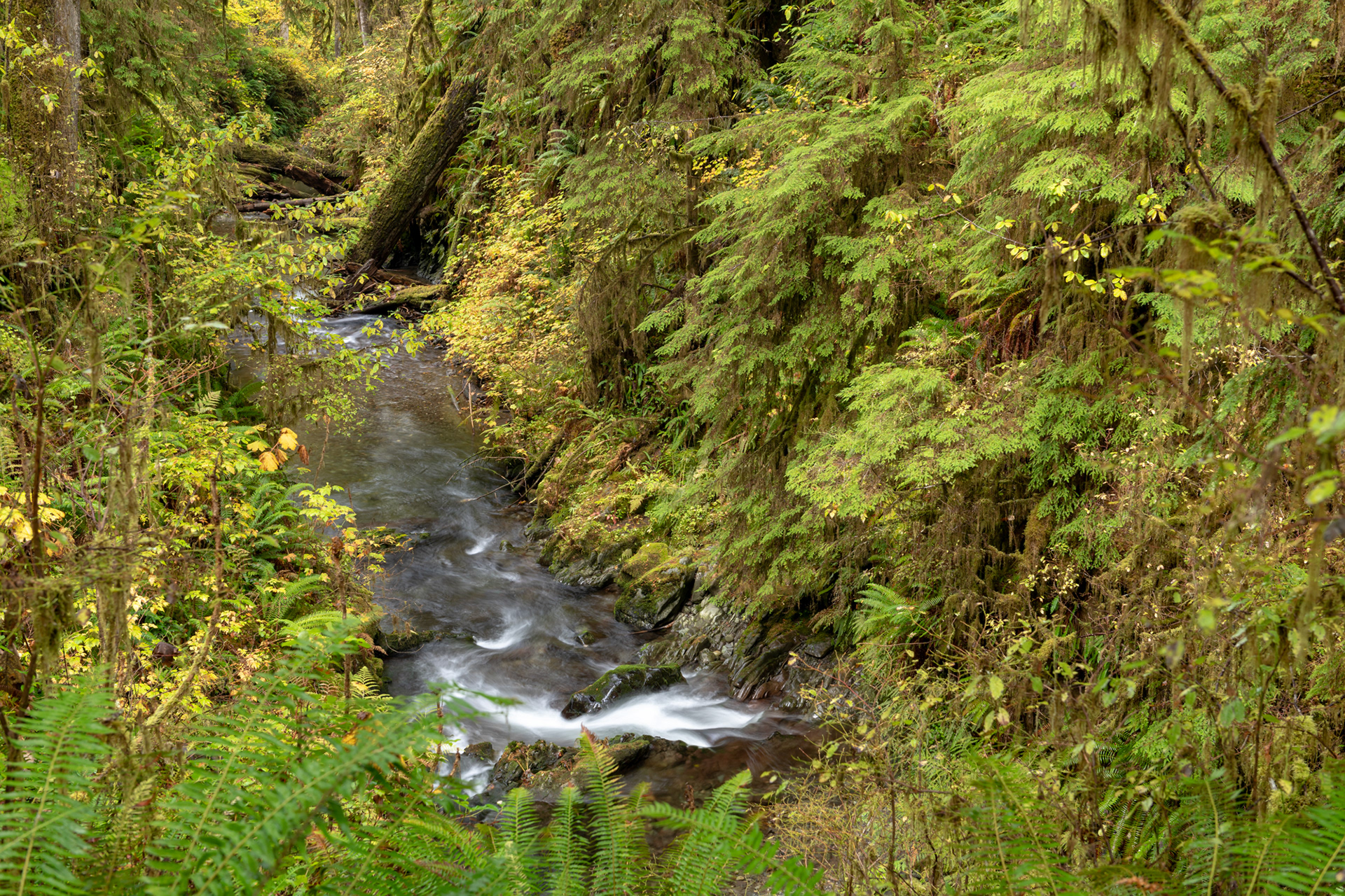 Willaby creek -Trillo Rainforest Nature - Lago Quinault, WA