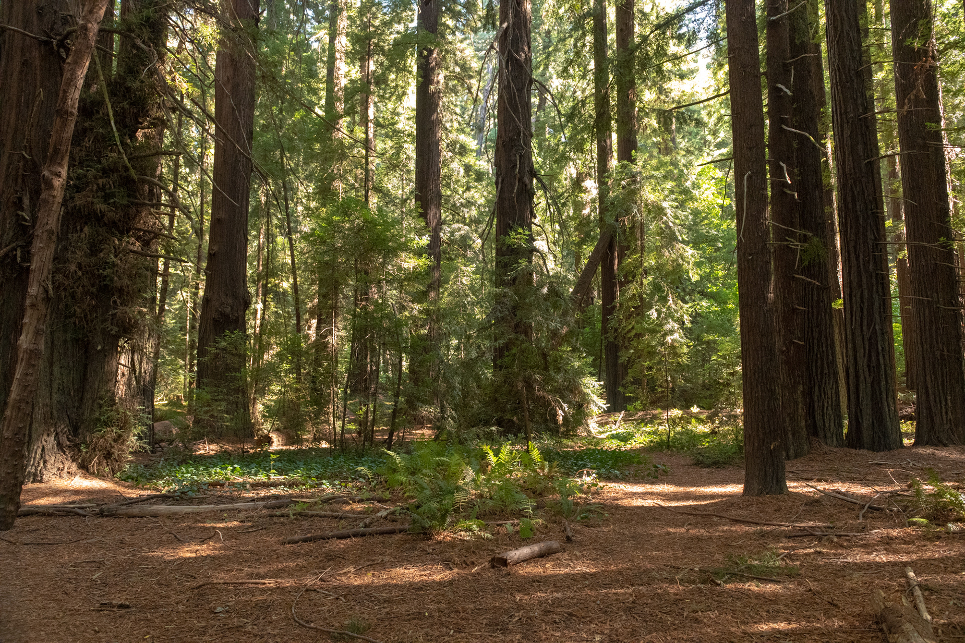 Avenida de los gigantes - Humboldt Redwoods State Park