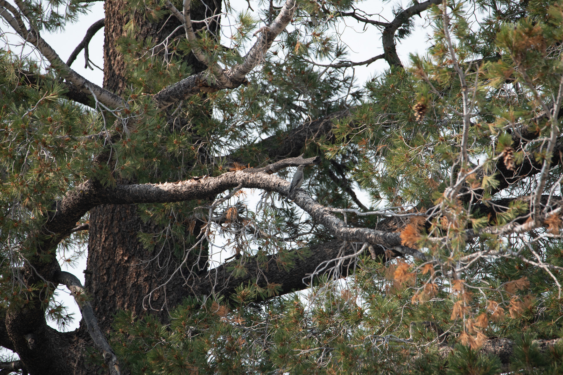 Yosemite - Olmsted point (mirador)