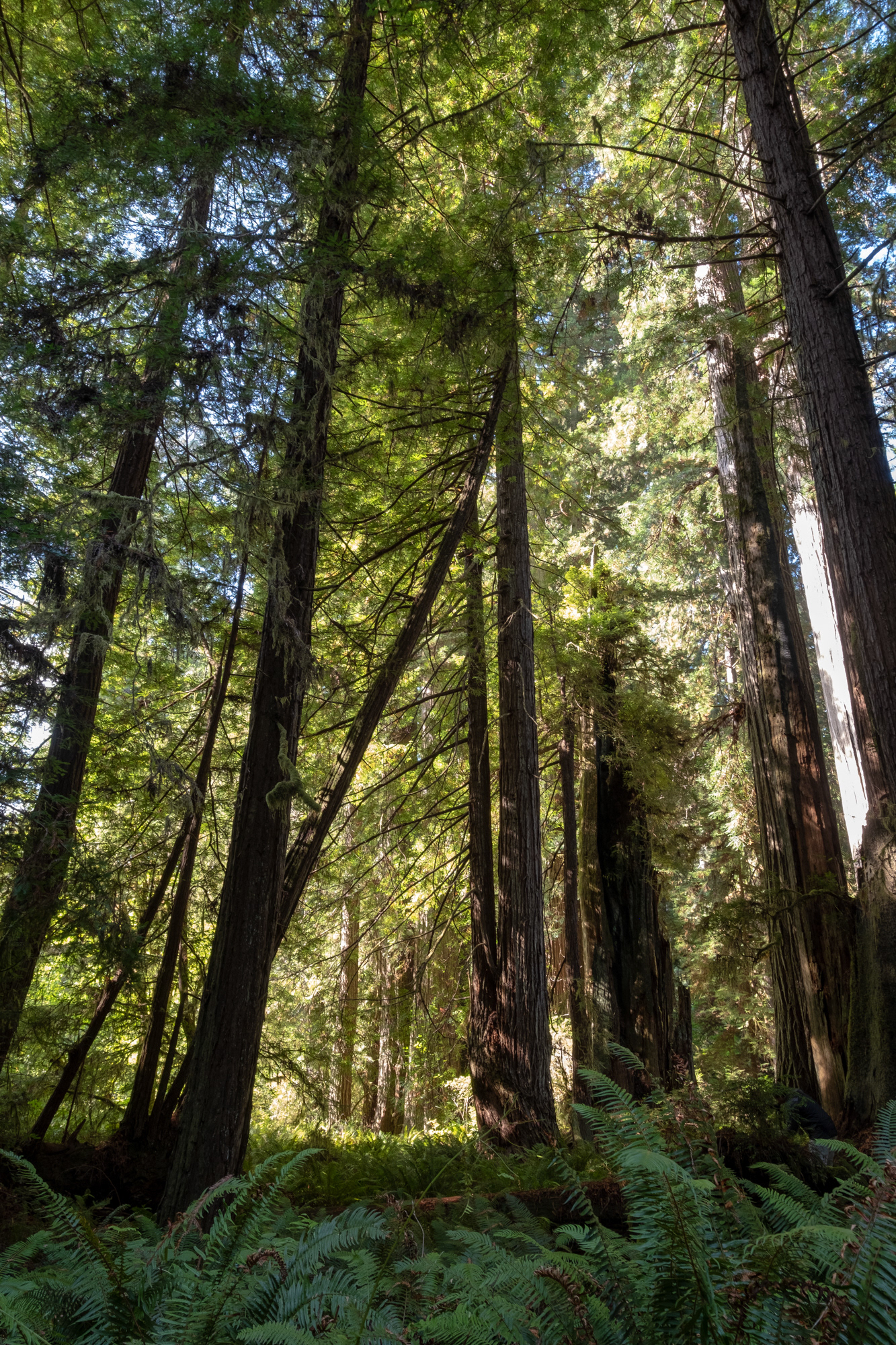 Hunnewell-Donald Memorial grove - trillo Big Tree