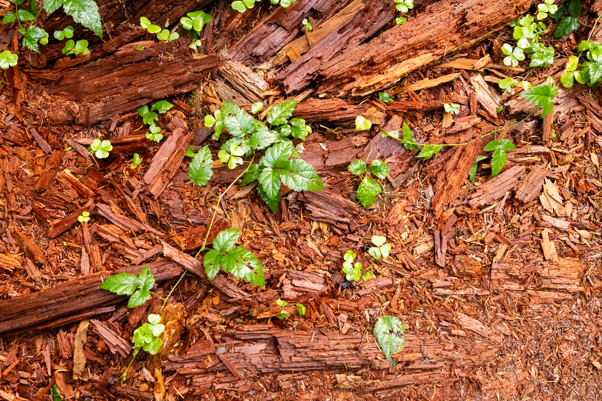 Trillo Rainforest Nature - Lago Quinault, WA
