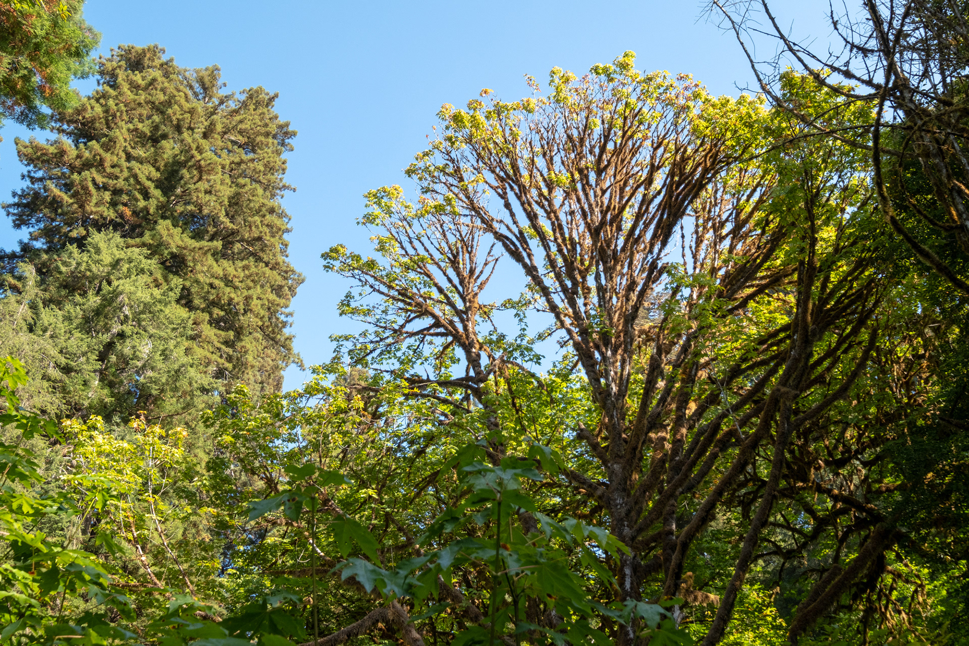 Hunnewell-Donald Memorial grove - trillo Big Tree