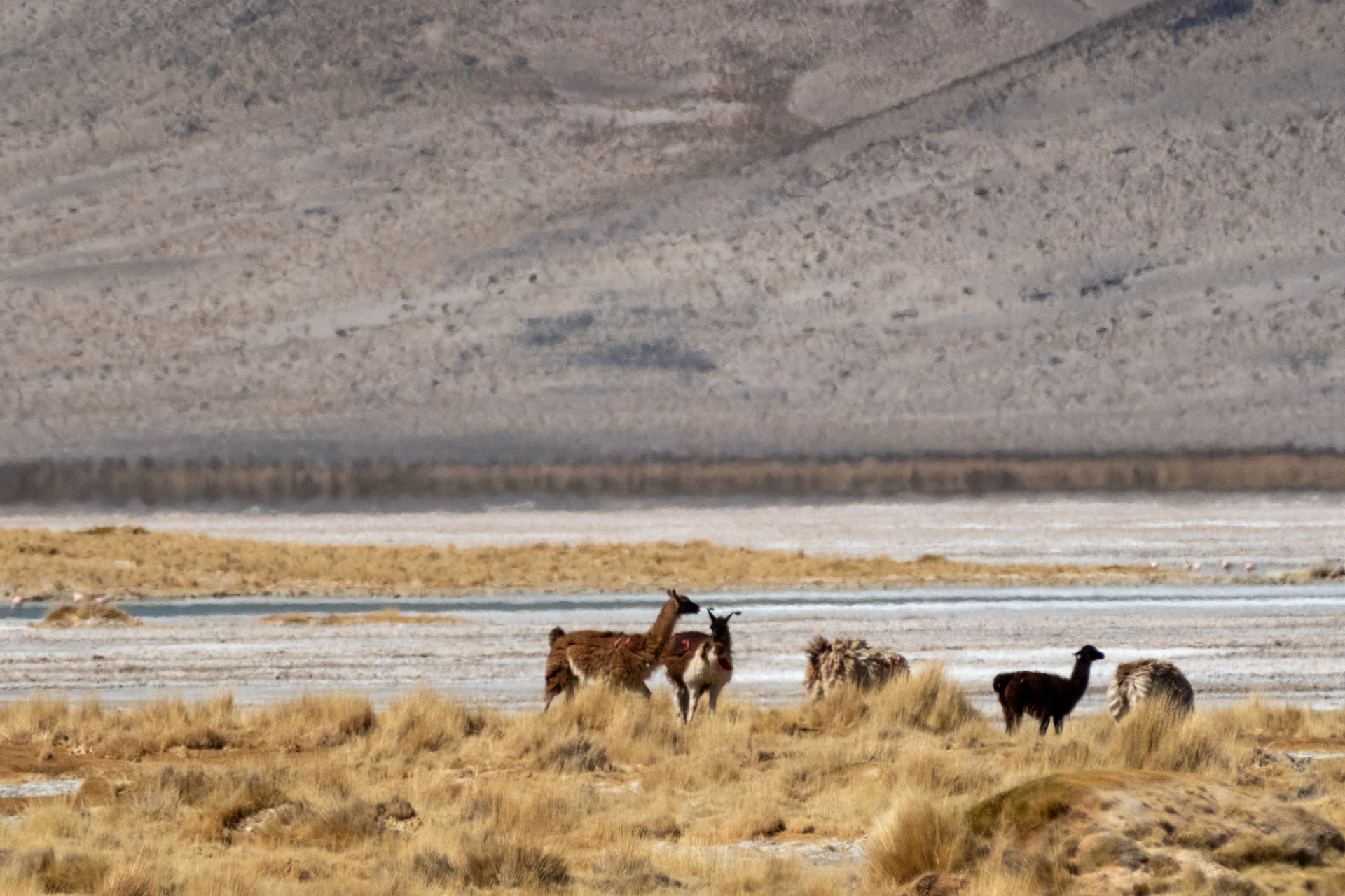 Salar del Huasco