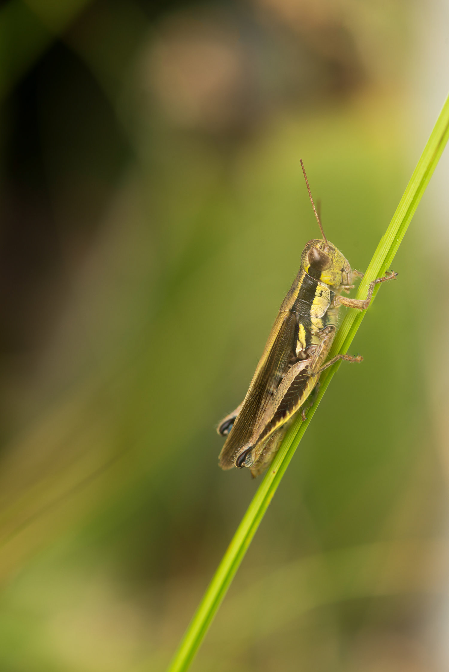 Mr Grasshopper - A little grasshopper I have found on a house's backyard at Juan Lacaze, Colonia, Uruguay.
