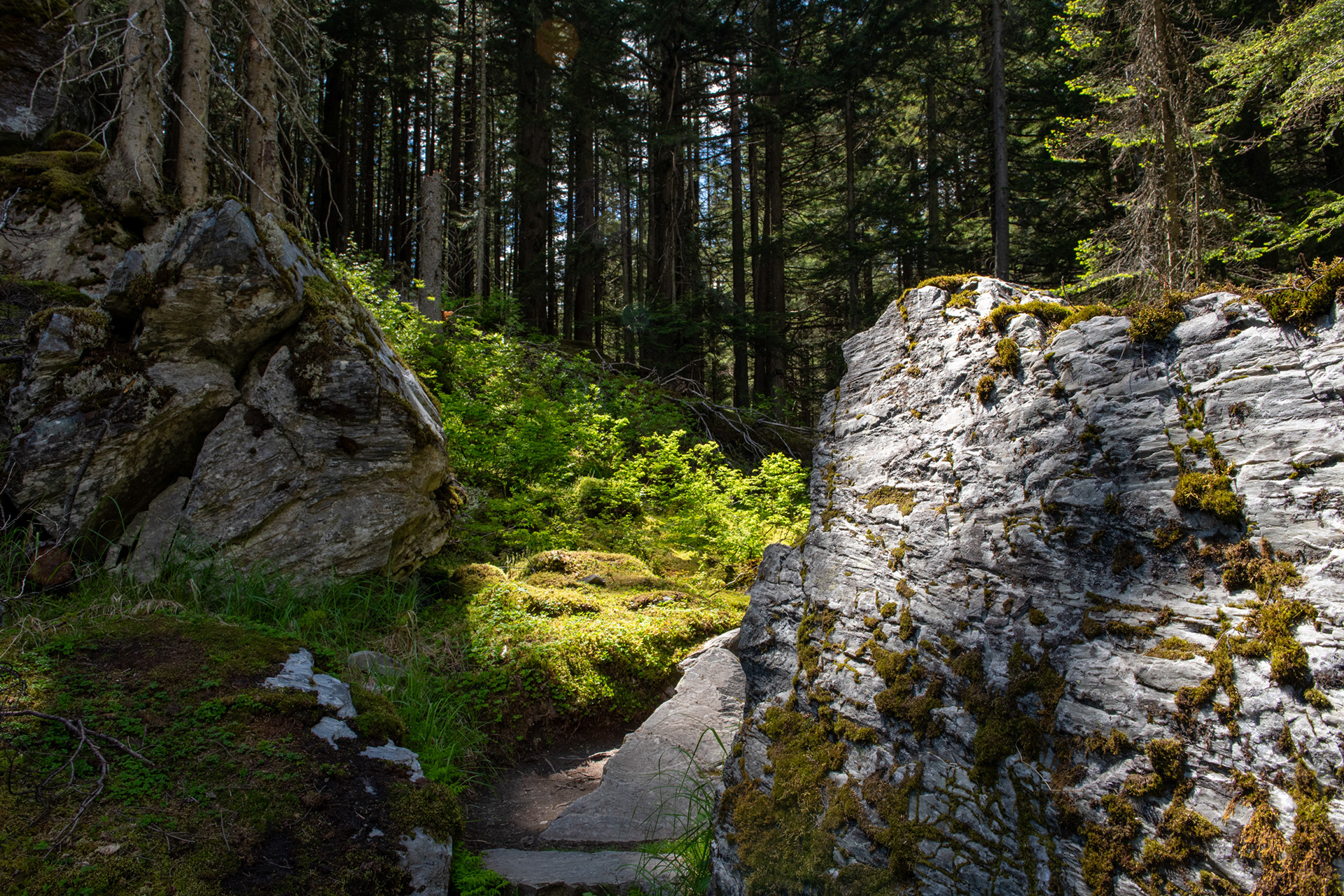 Glacier Nat. Park - "jardín de piedras" (rockgarden)