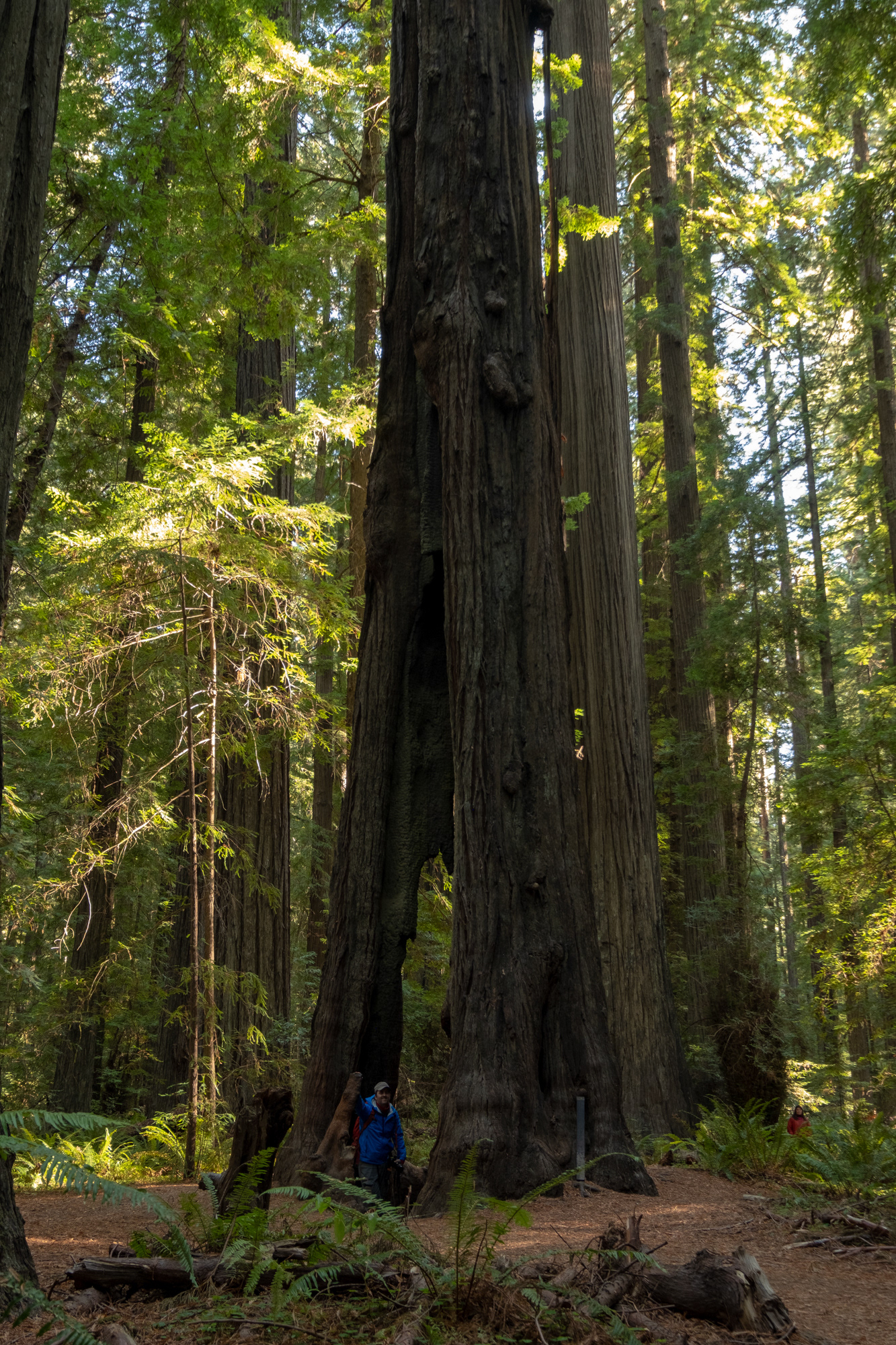 Trillo Founder's grove