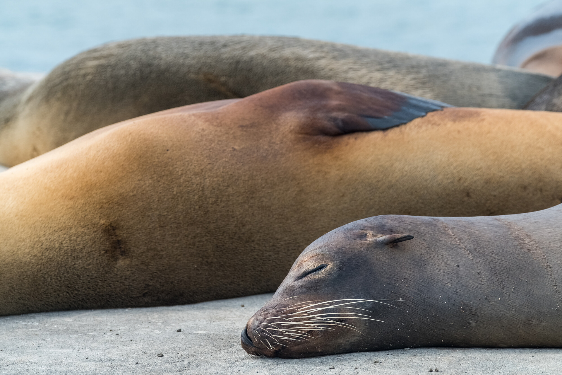 Nap With Friends - When we were about to take the boat back to Santa Cruz island, after a day full of adventures and seeing Floreana island´s wildlife, we found these three little friends. The were really "busy" taking a nap that no one could ever wake them up regardless of any noise or movement you made to do make them open one eye. Floreana, Galapagos islands, Ecuador