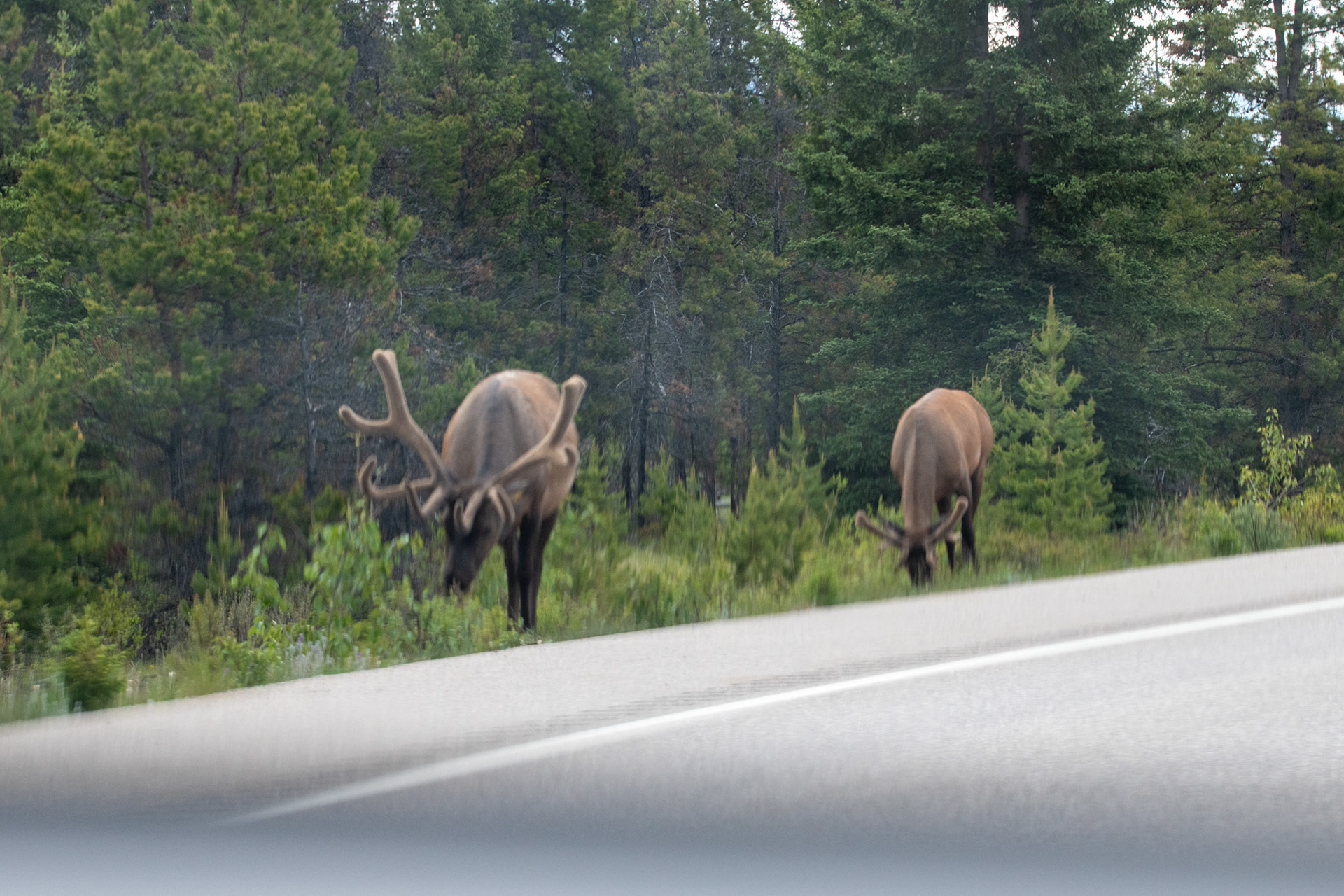 Elk o Wapití a la salida de Jasper