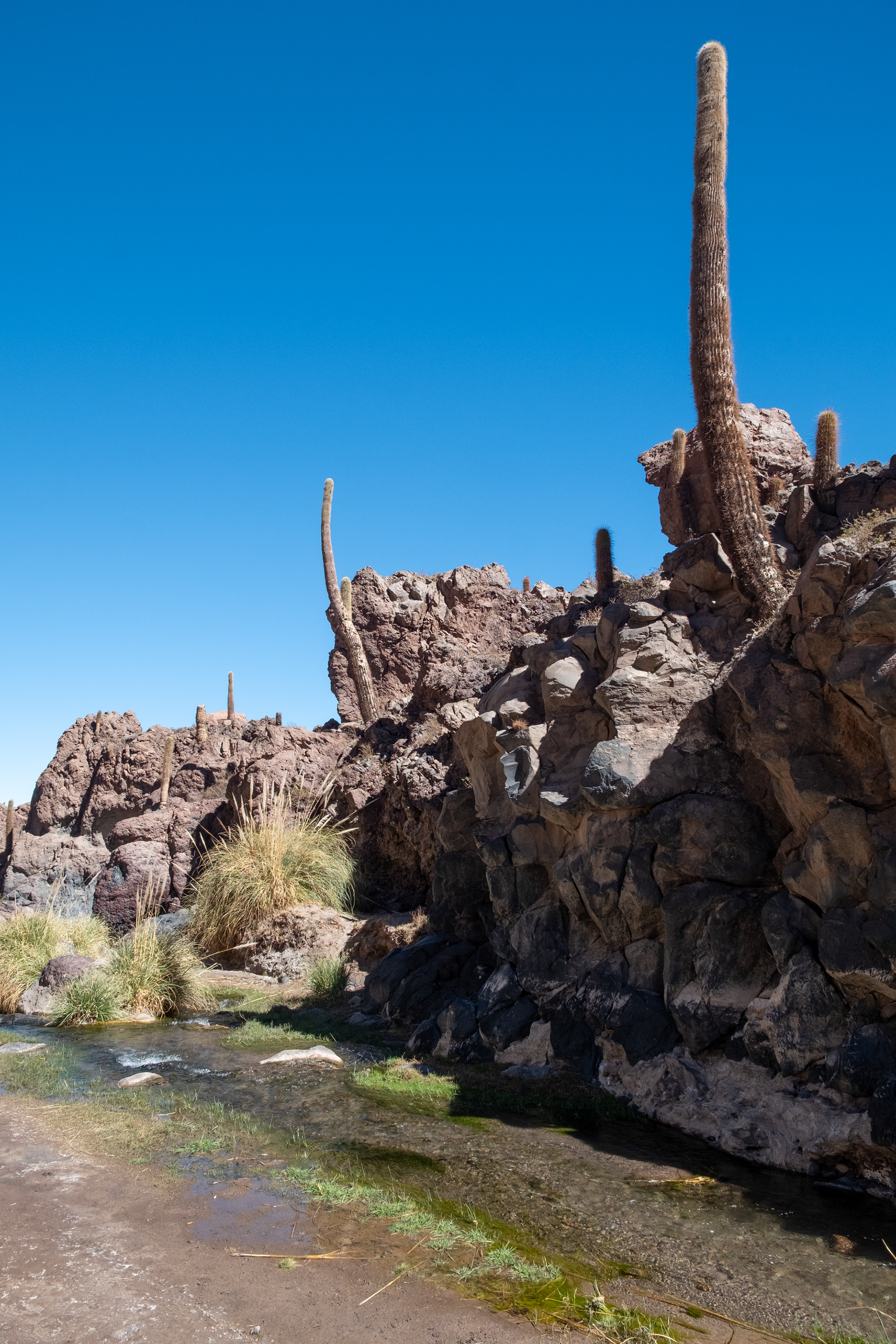 Valle de los Cactus