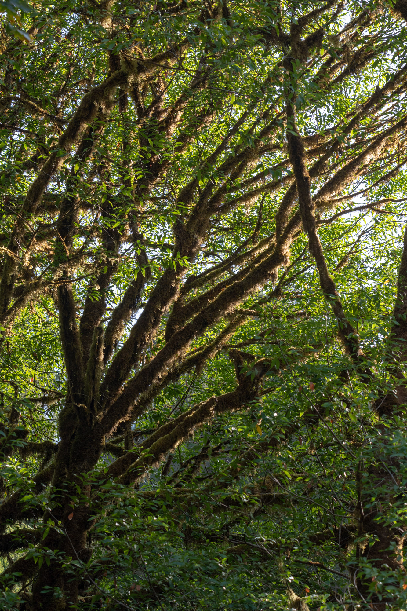 Hunnewell-Donald Memorial grove - trillo Big Tree