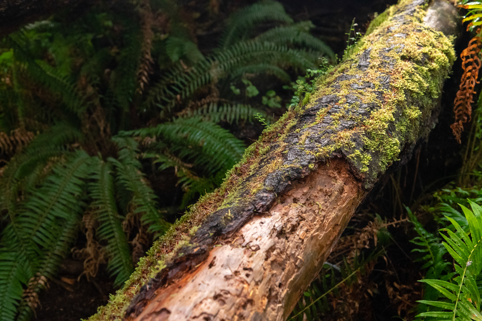 Trillo Rainforest Nature - Lago Quinault, WA