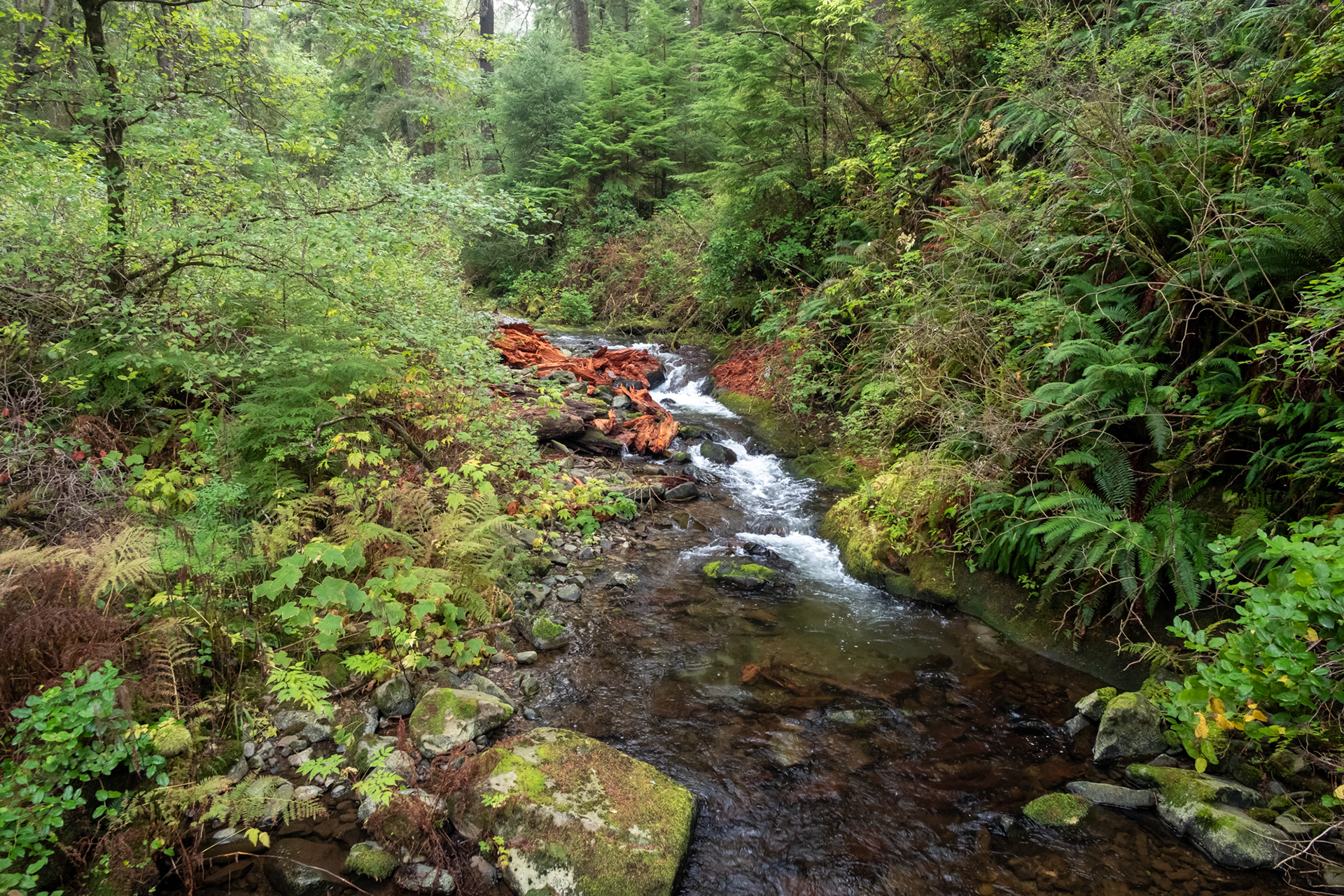 Oswald West State Park