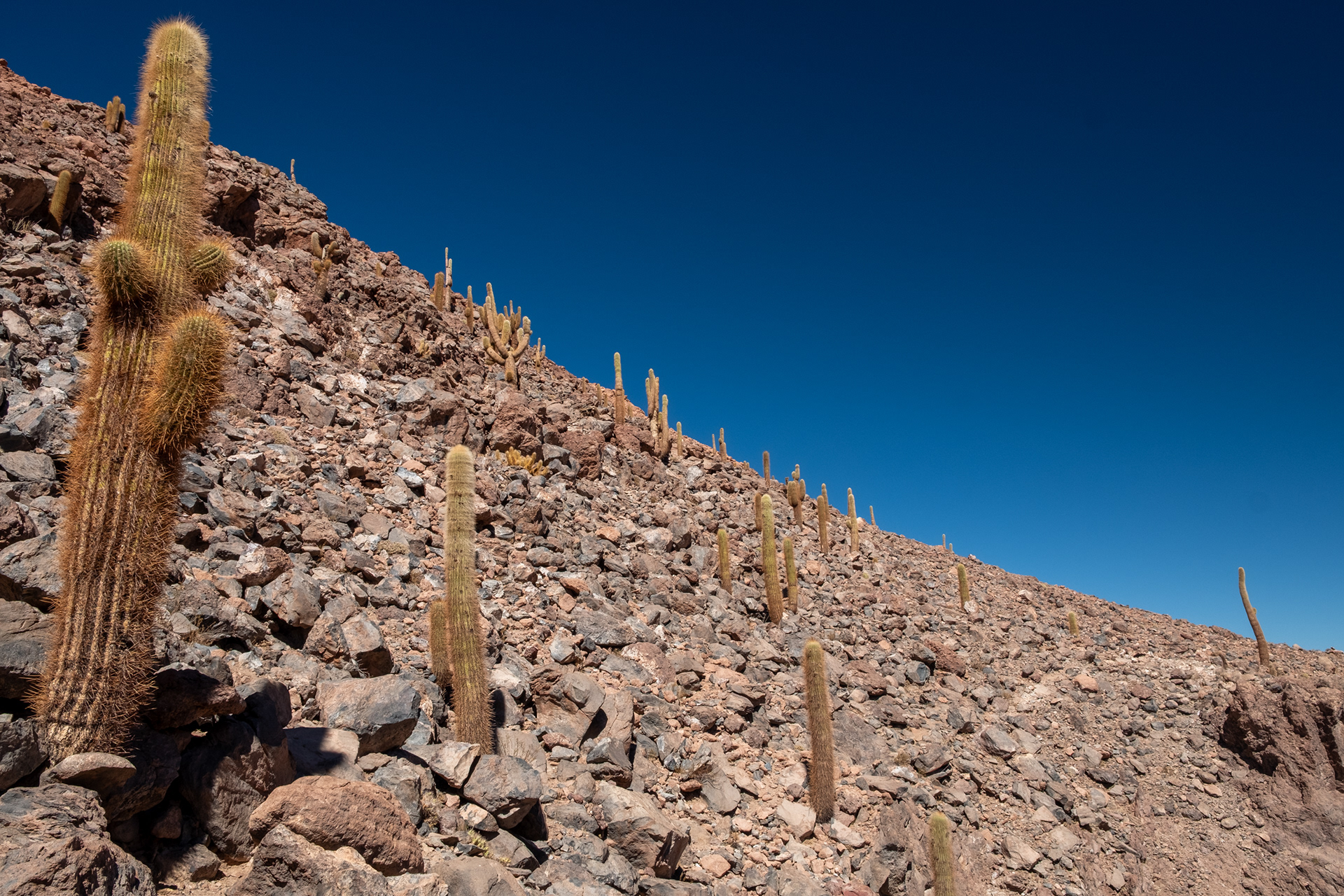 Valle de los Cactus