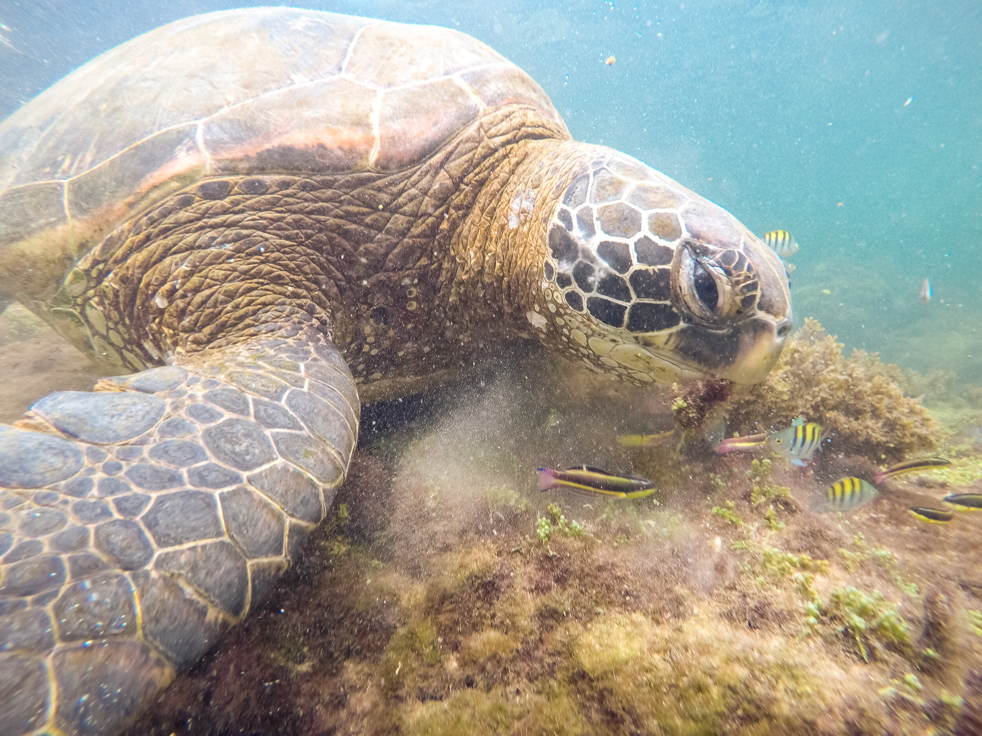 Underwater Beauty - If you go to Galapagos Islands, yo don't have to do much to find out that the real beauty of this place is a few meters away from you... underwater. Taken at Los Tuneles tour in Isabela Island, Galapagos, Ecuador.