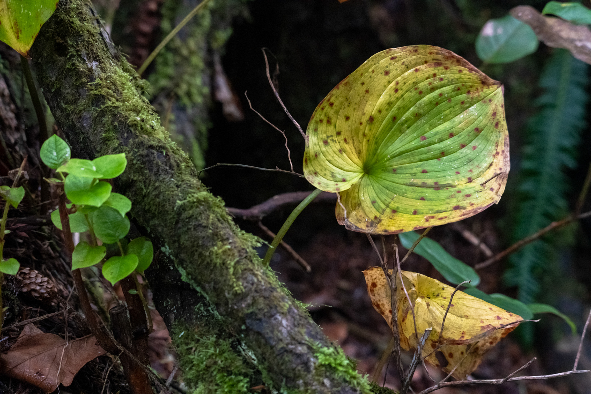 Oswald West State ParkOswald West State Park