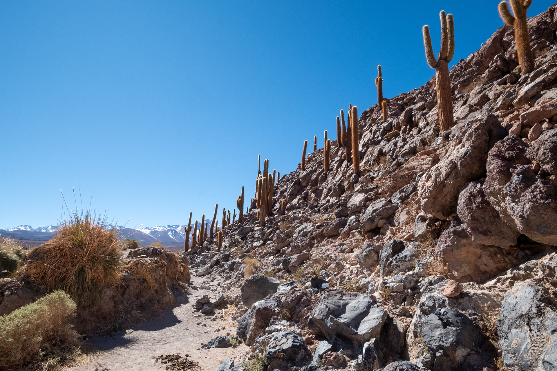 Valle de los Cactus