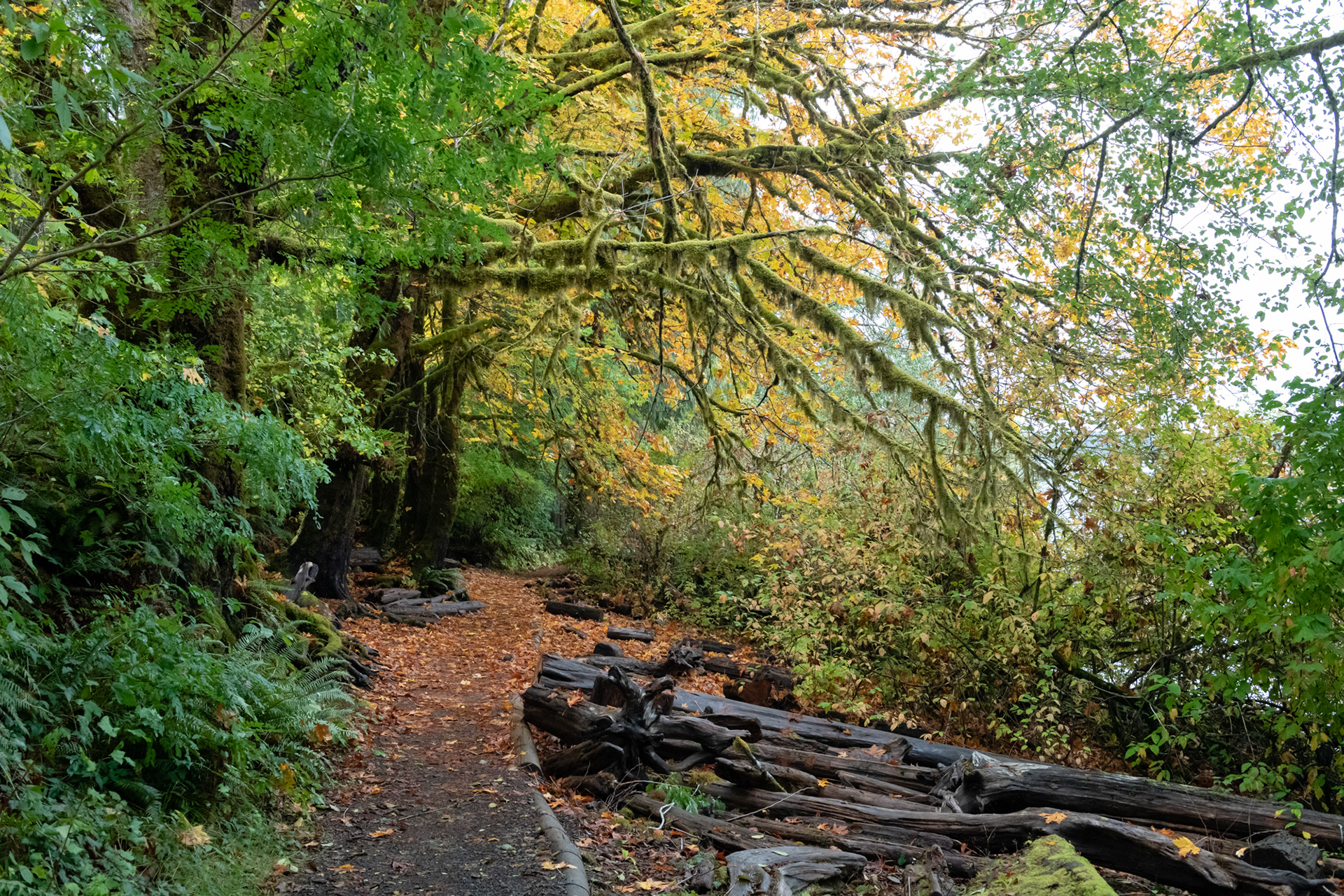 Trillo Rainforest Nature - Lago Quinault, WA