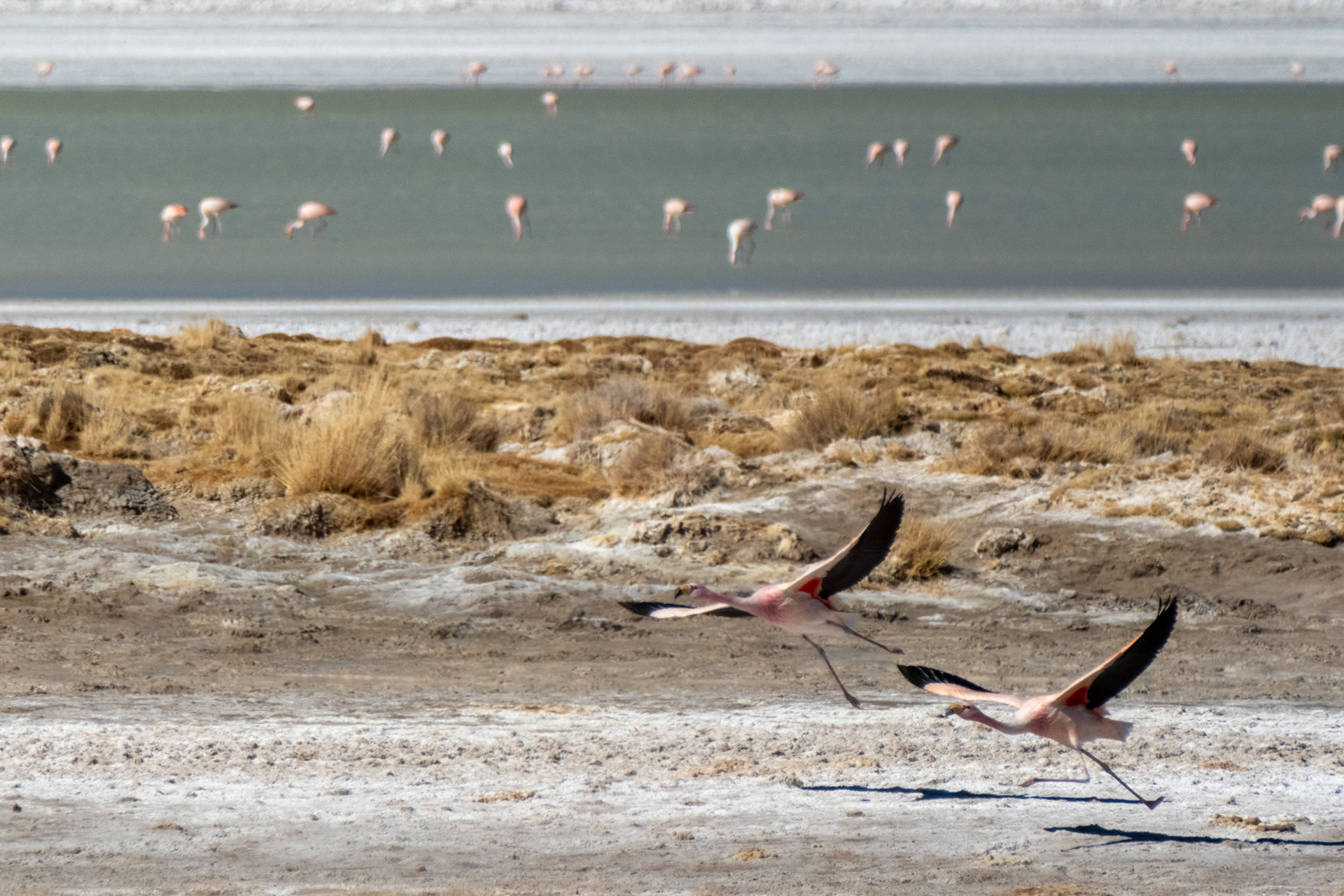 Salar del Huasco