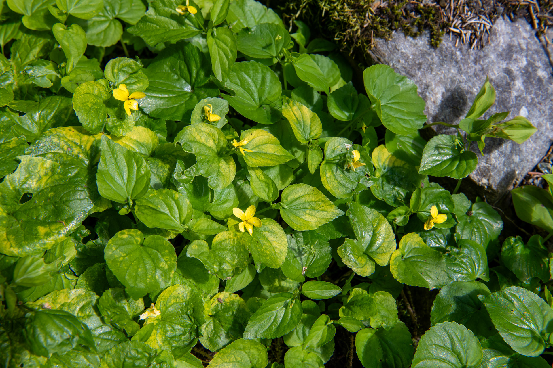 Glacier Nat. Park - bucle Brook