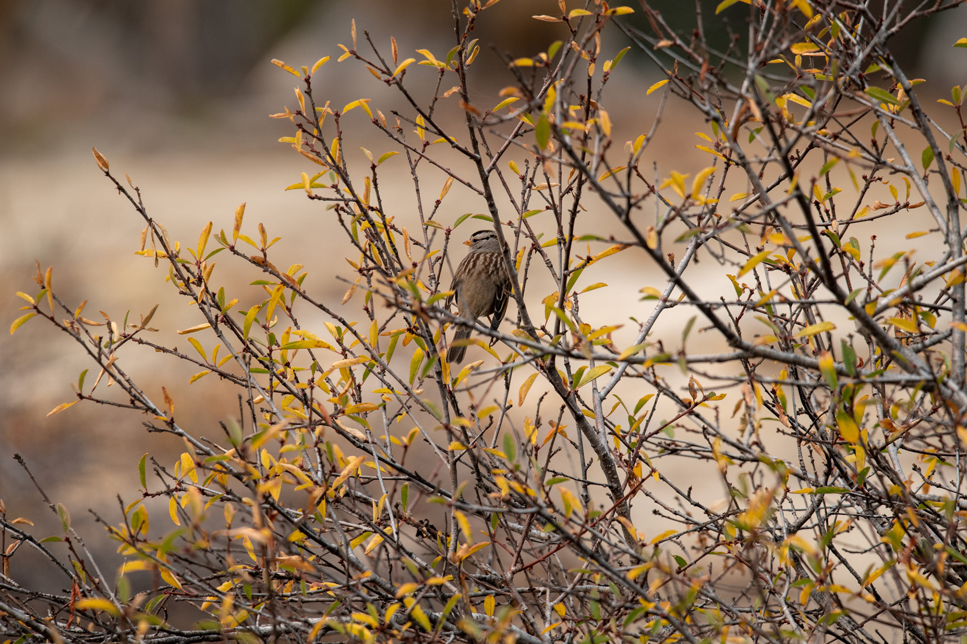 Yosemite - Trillo hacia Taft Point - vista sobre el valle