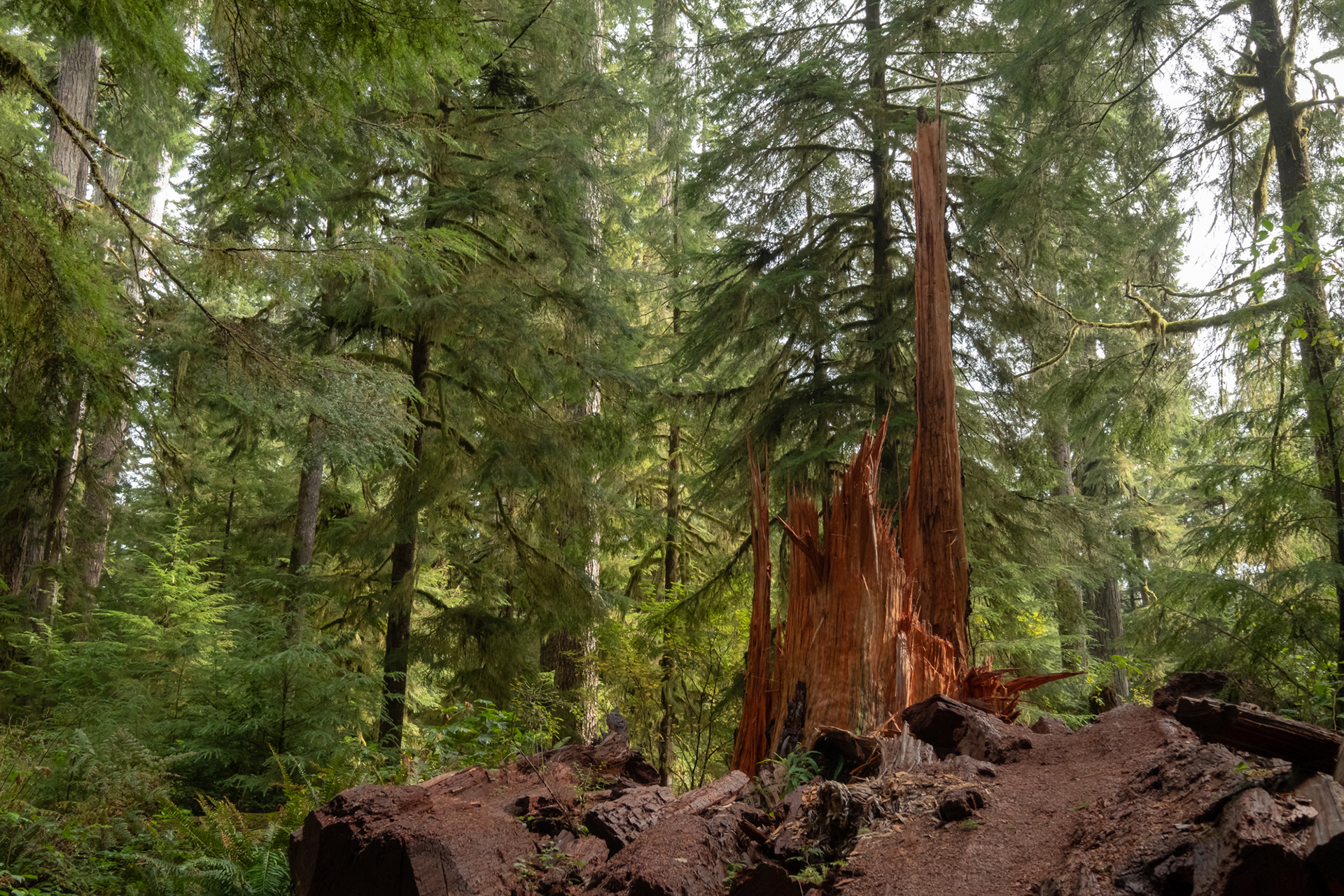 Trillo Rainforest Nature - Lago Quinault, WA