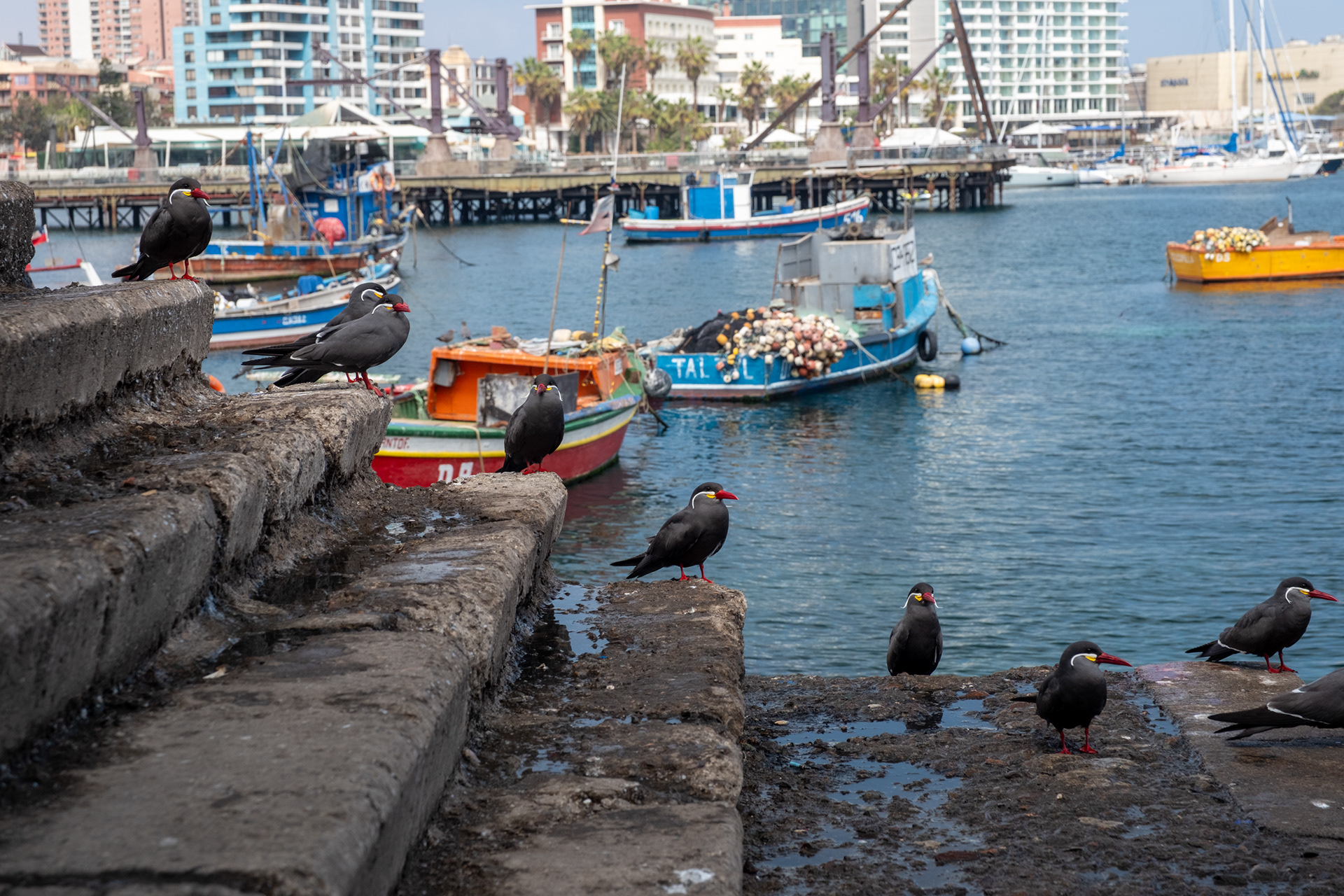 Terminal Pesquero - Antofagasta