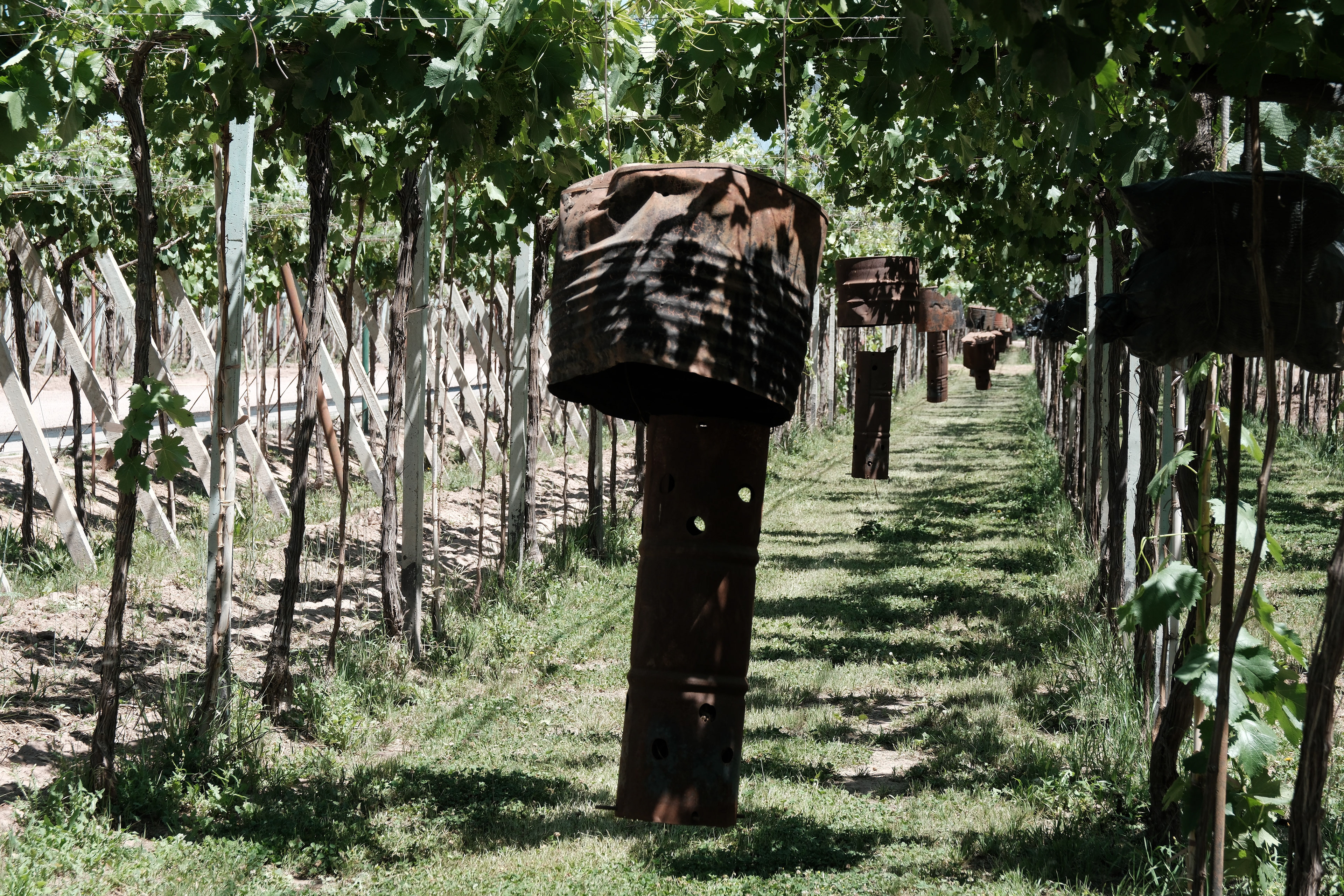 Bodega Santa Julia - viñedos