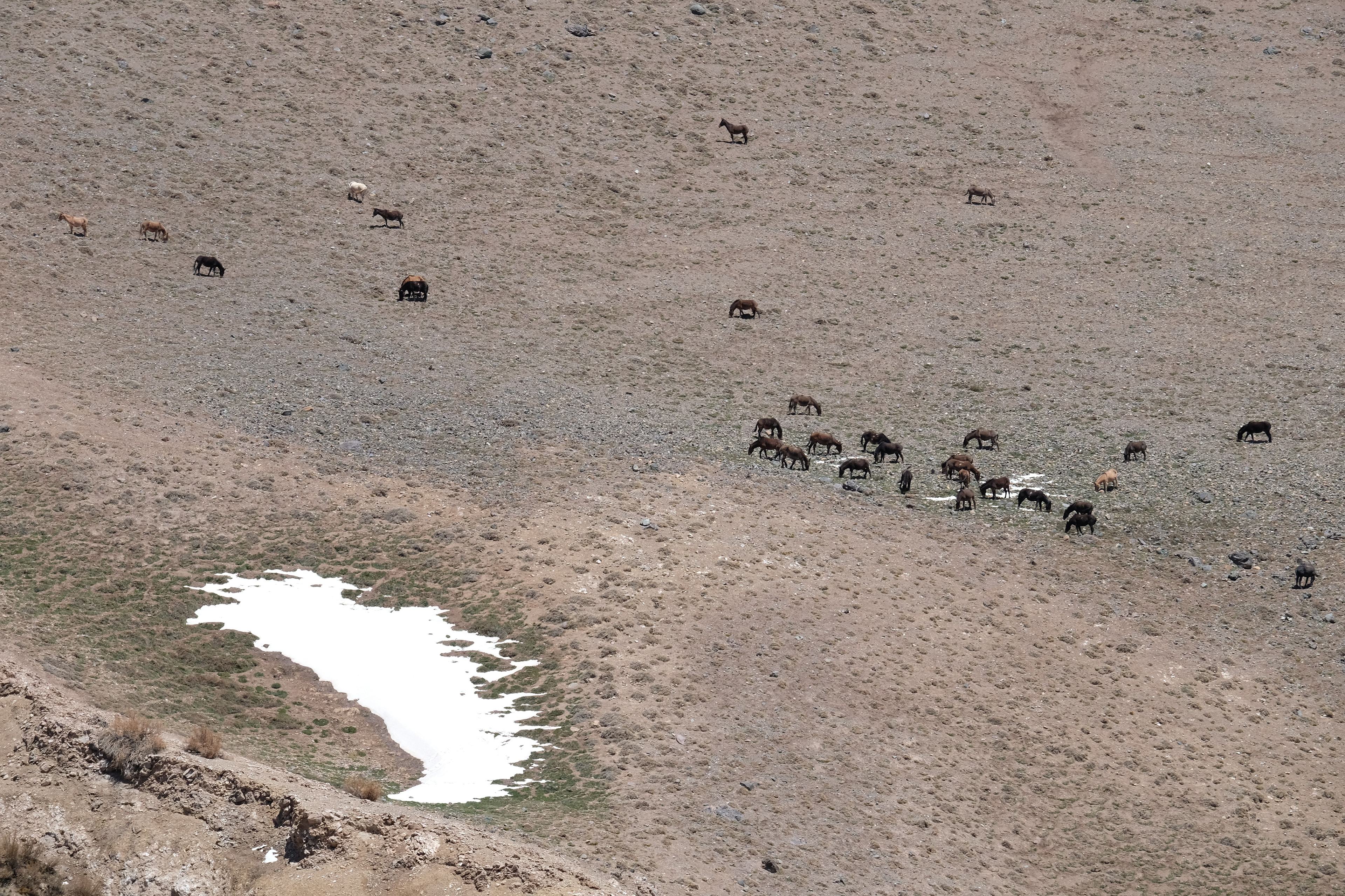 Caballos en Parque Provincial Aconcagua