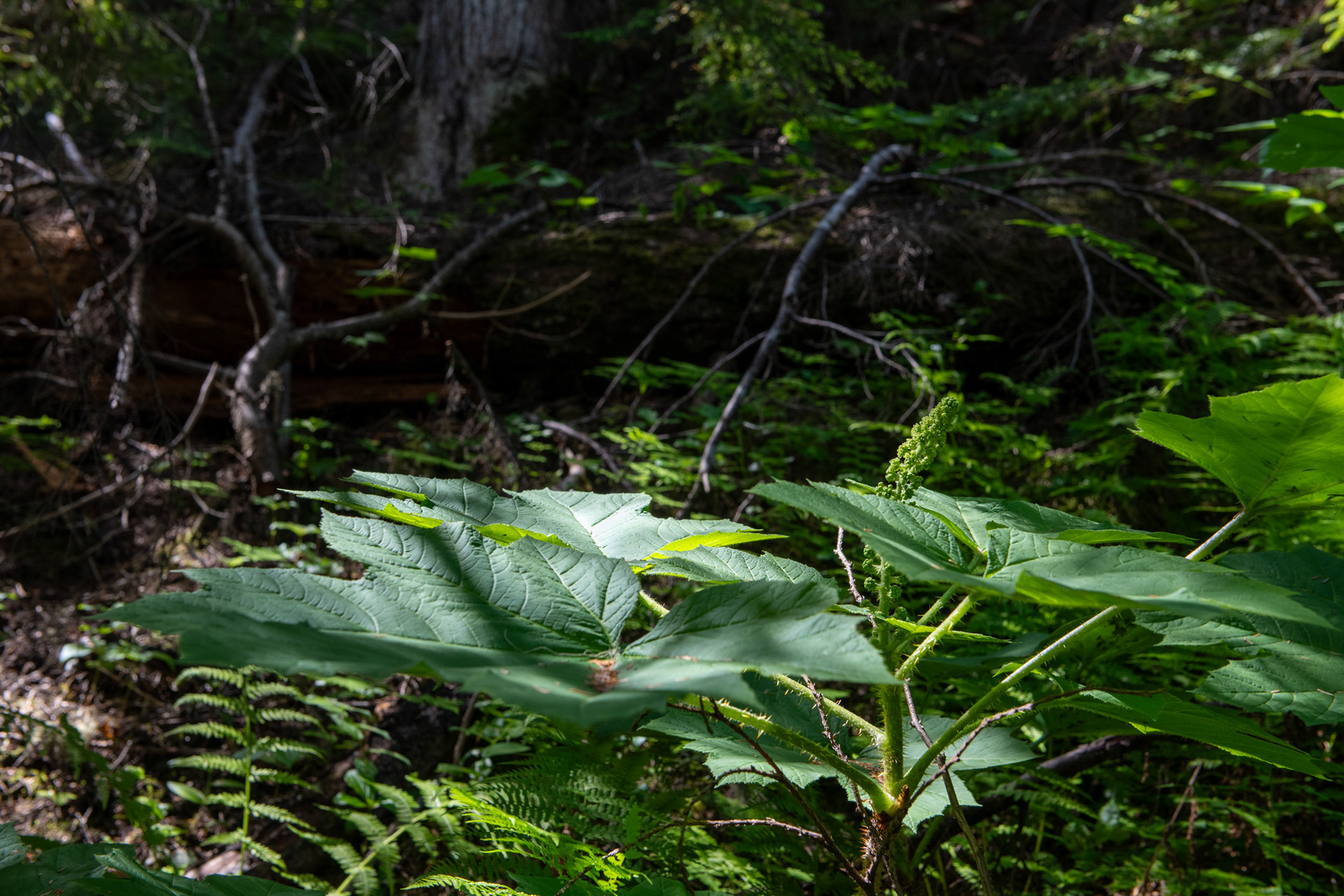 Glacier Nat. Park - bucle Brook