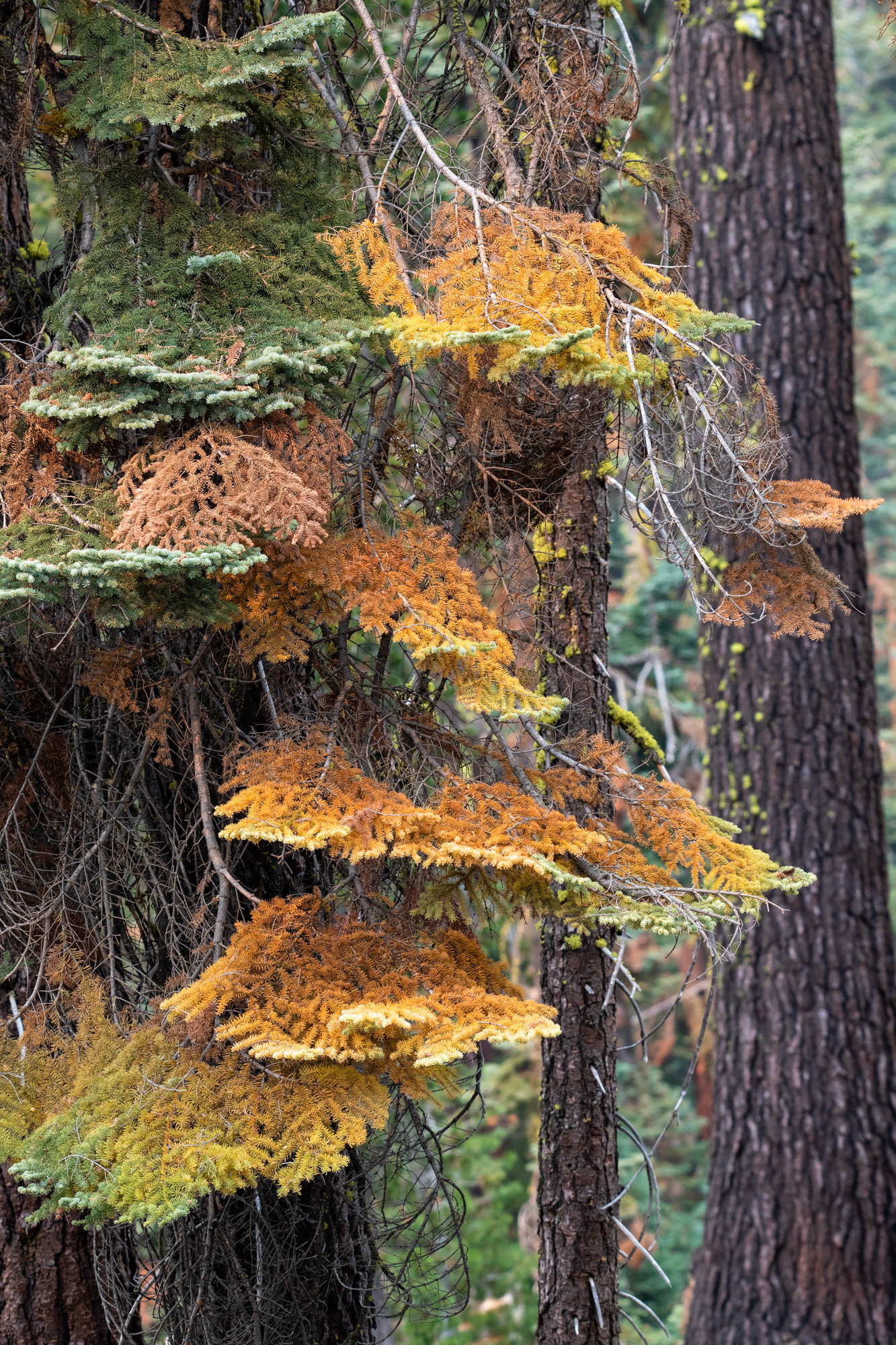 Yosemite - Trillo hacia Taft Point