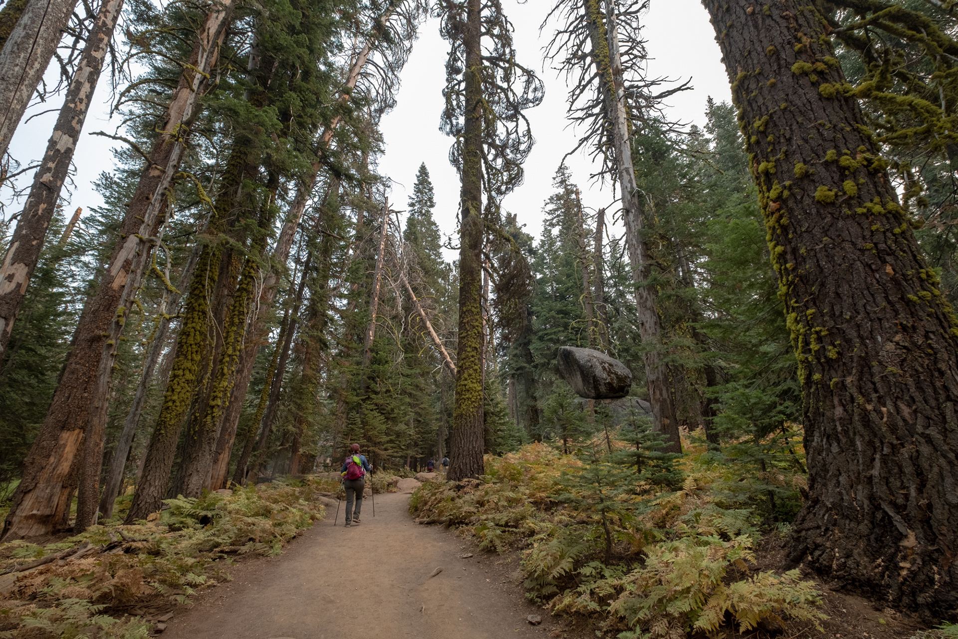 Yosemite - Trillo hacia Taft Point
