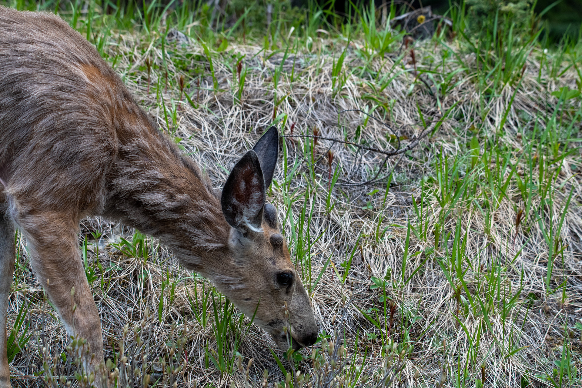 Lago Moose (Alce) - Ciervo mula (mule deer)