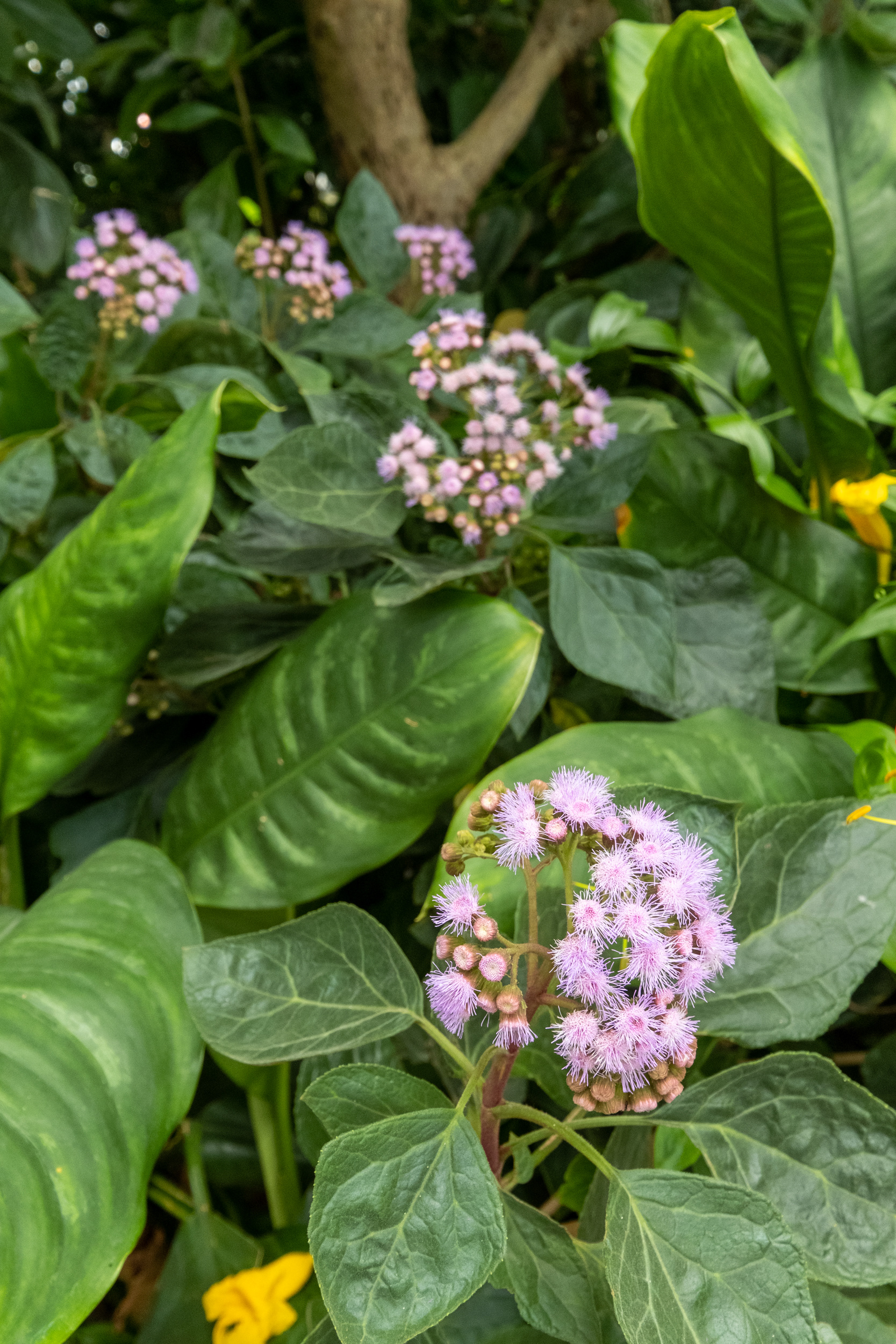 Jardín botánico - casa de palmeras
