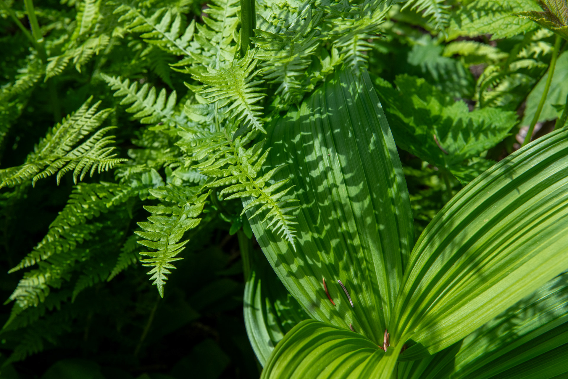 Glacier Nat. Park - bucle Brook